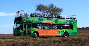 New Forest Tour Cover image.jpg