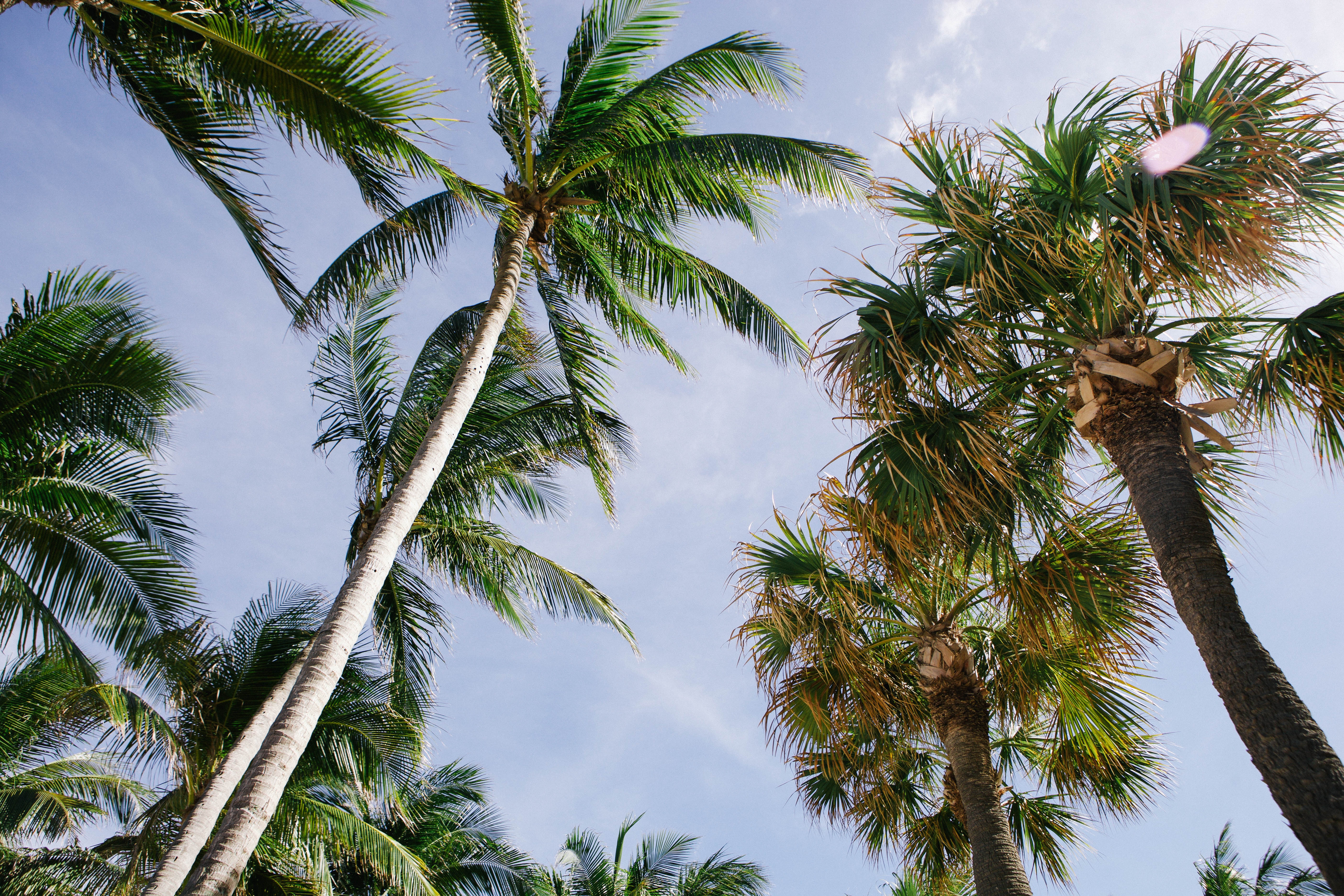 4 Night Bahamas Getaway Cruise