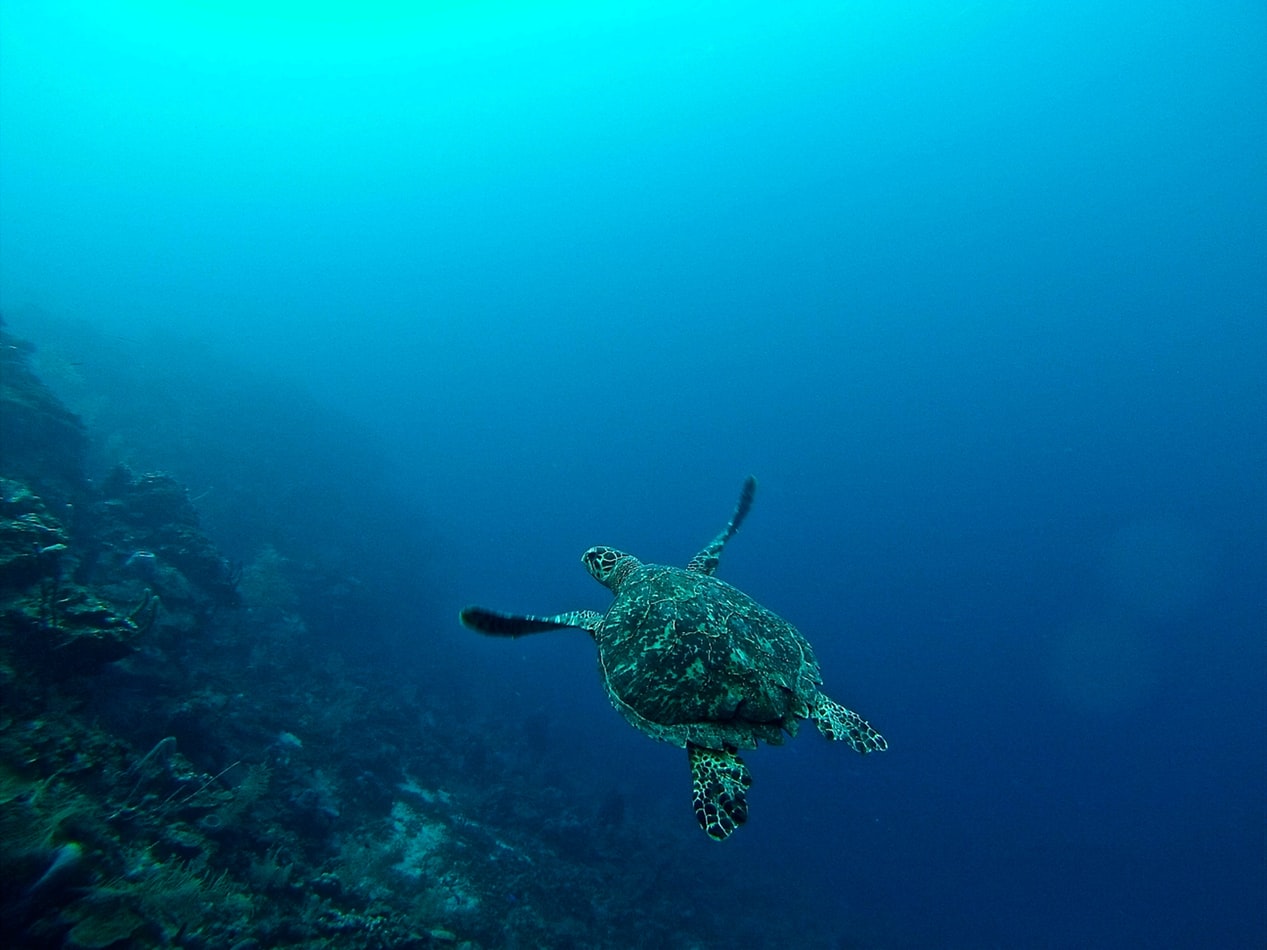 Roatán Island, Honduras