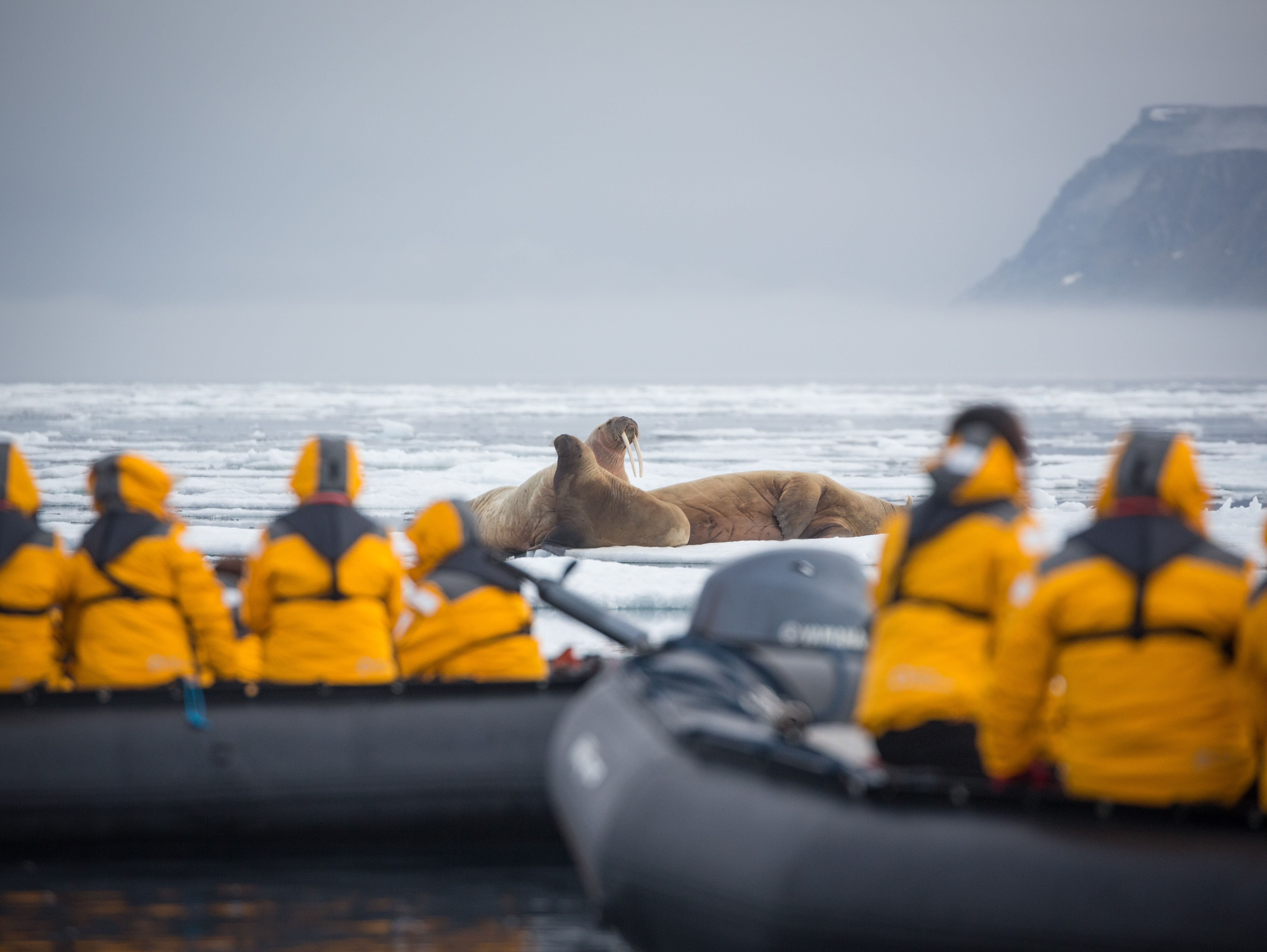 Zodiac Cruising