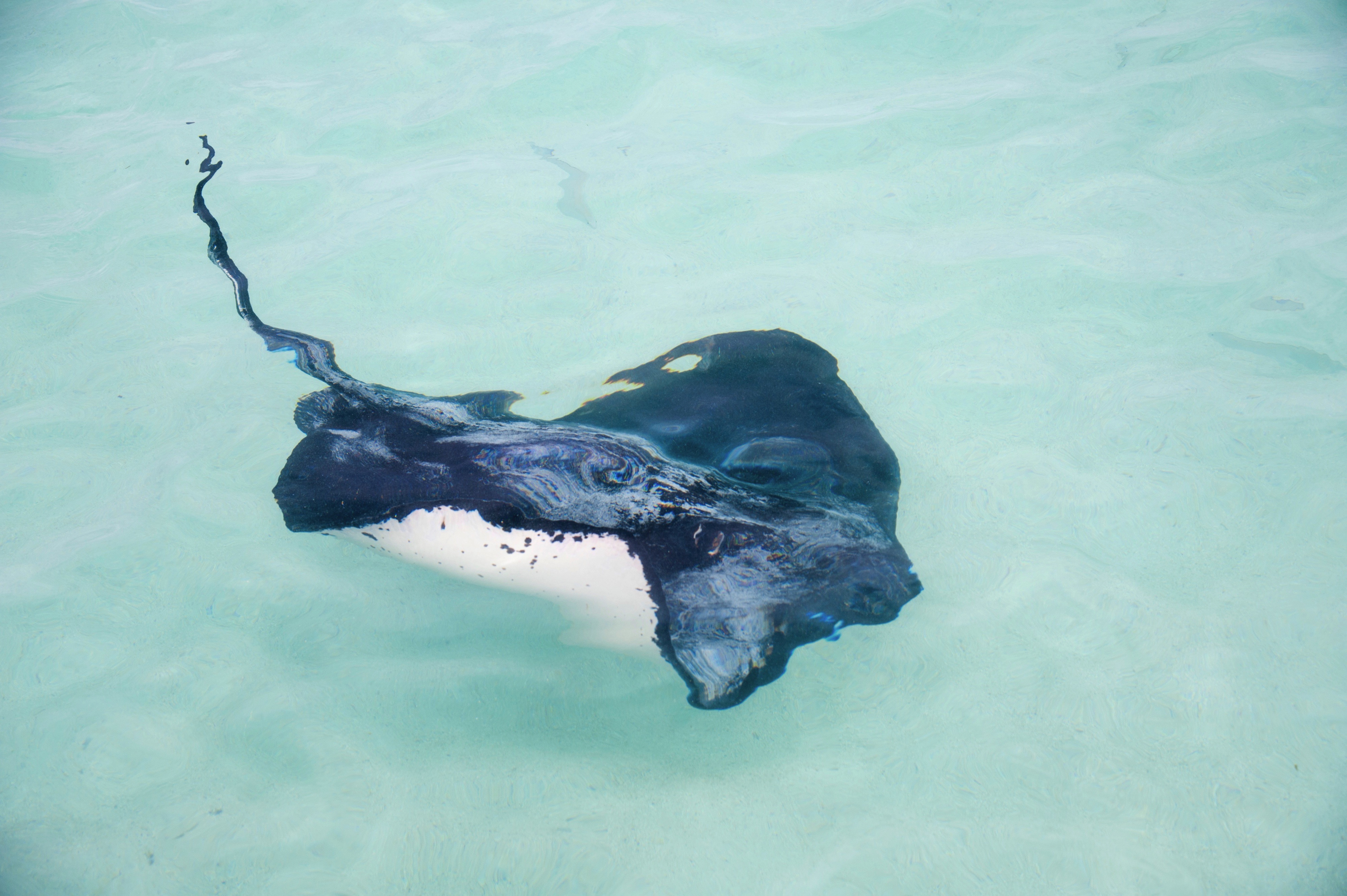 Respecting the Places We Visit: MSC Protectours