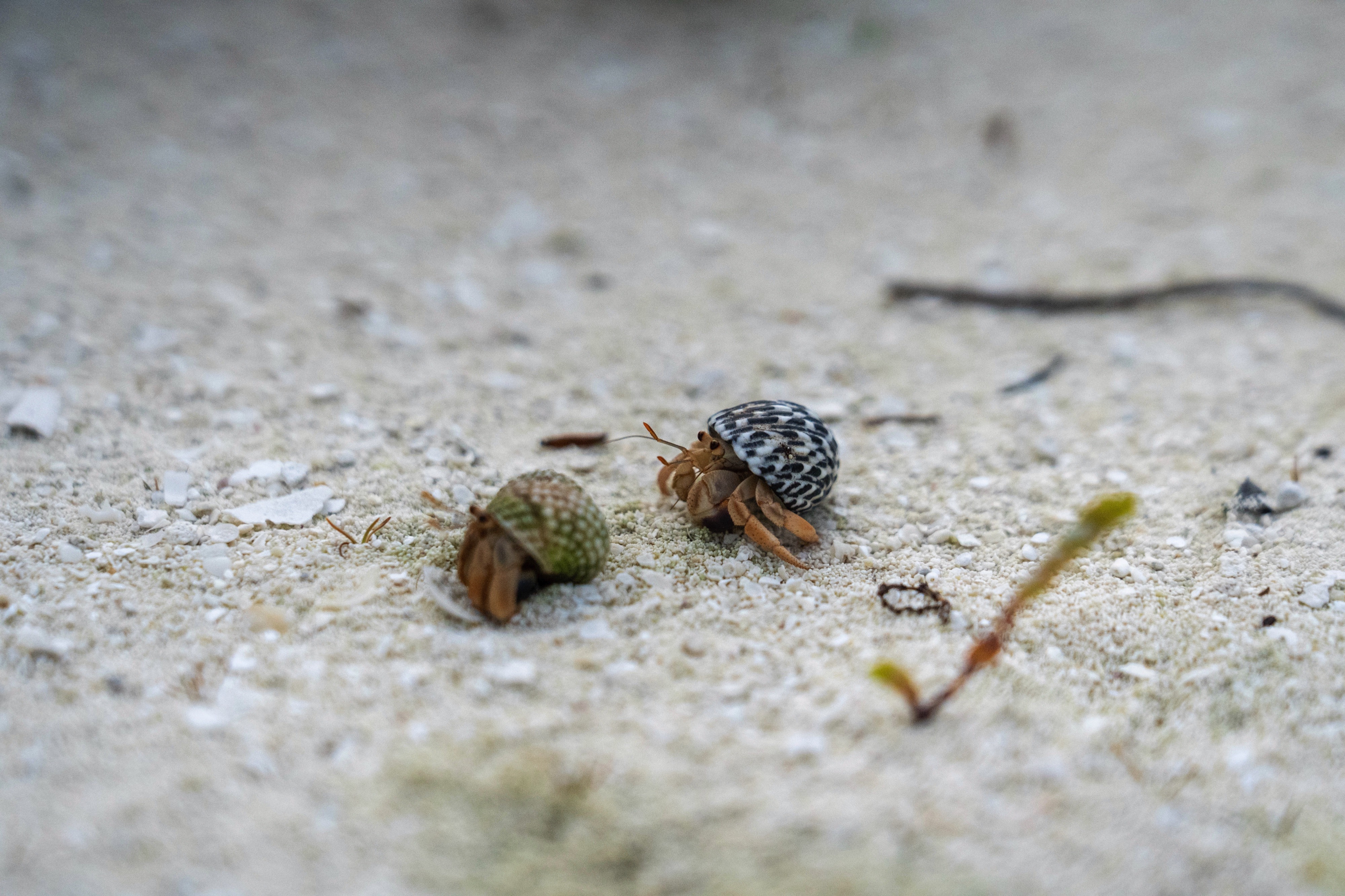 Respecting the Places We Visit: MSC Protectours