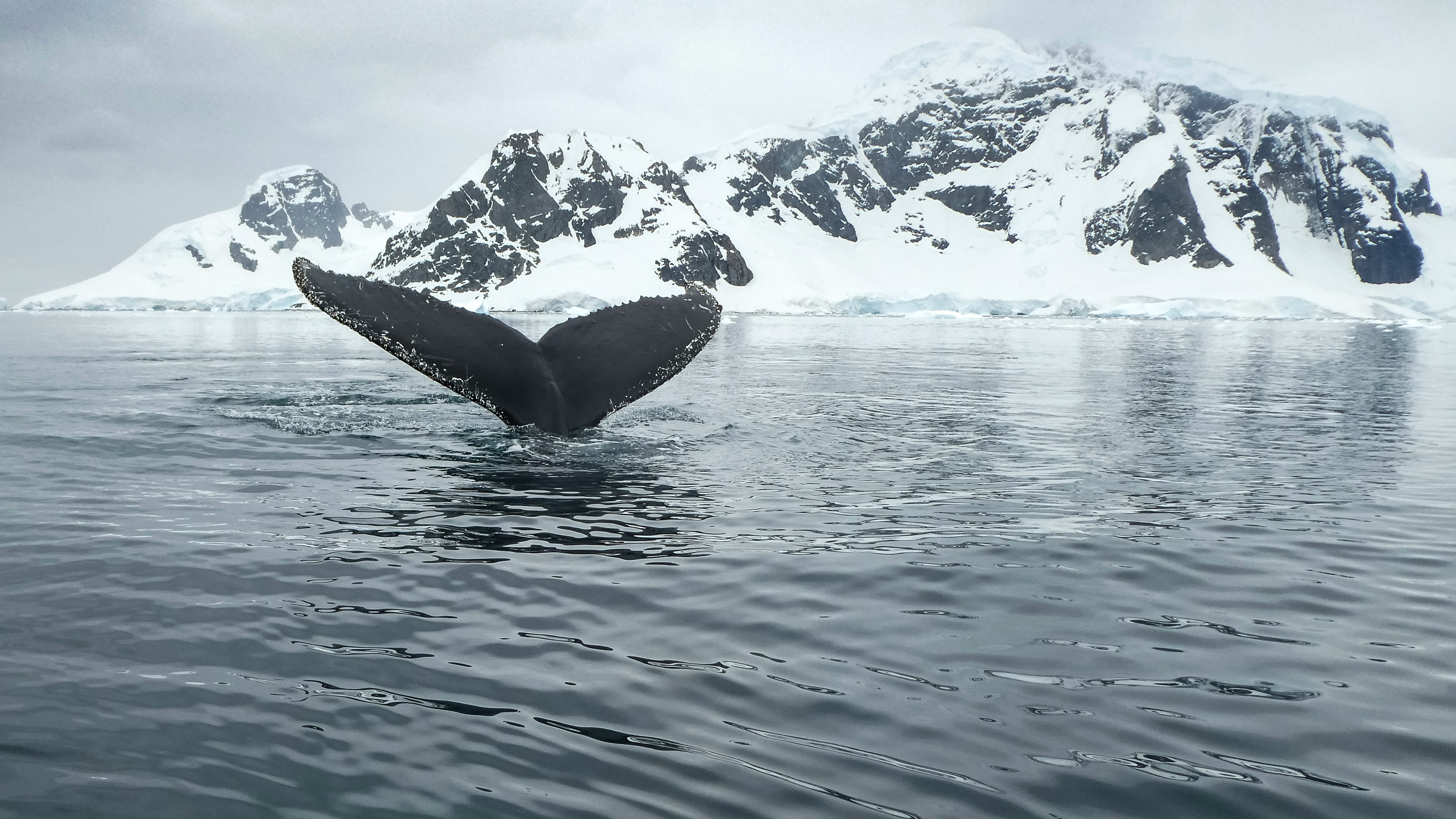 Highlights of Antarctica