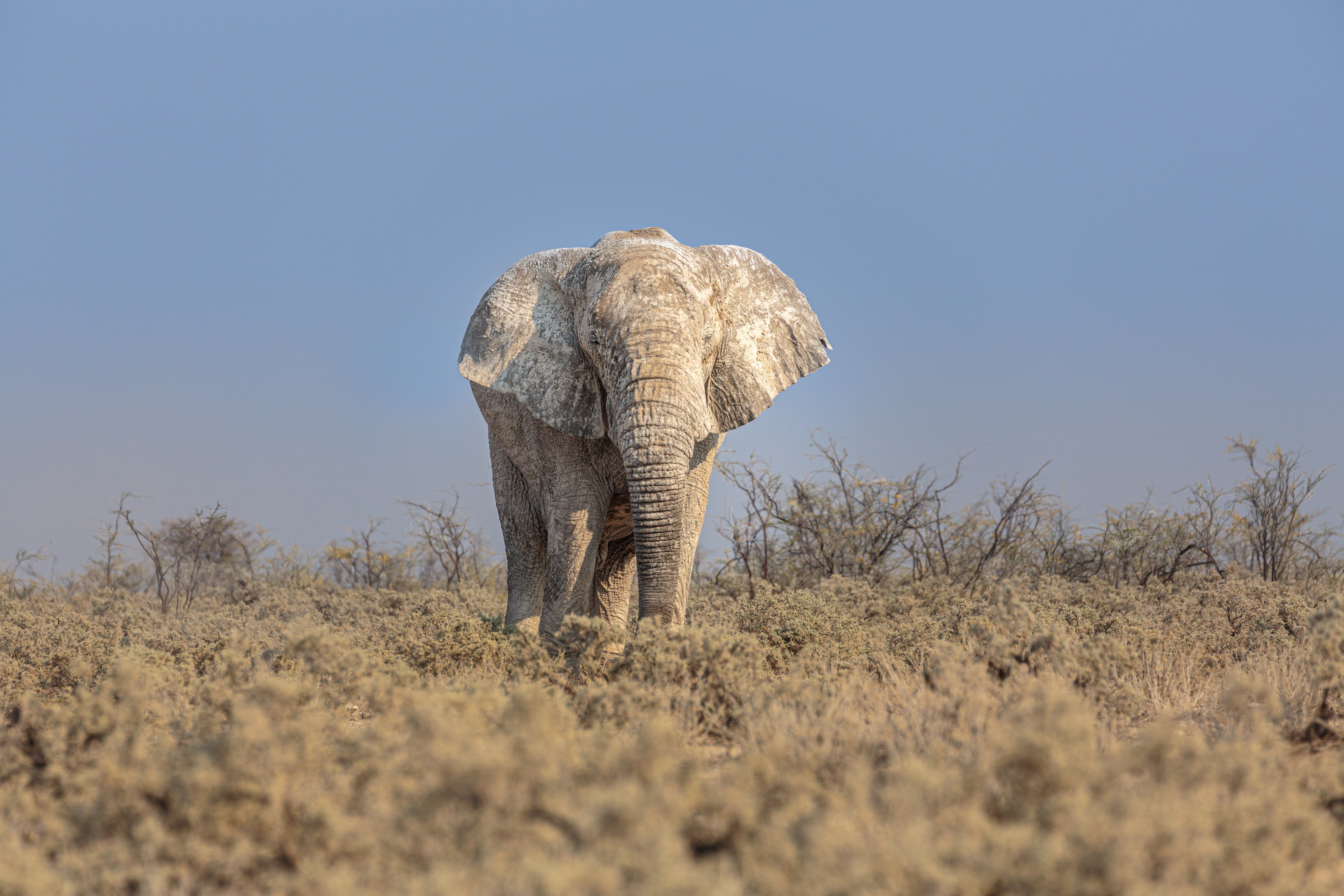 African elephant at Kruger National Park
