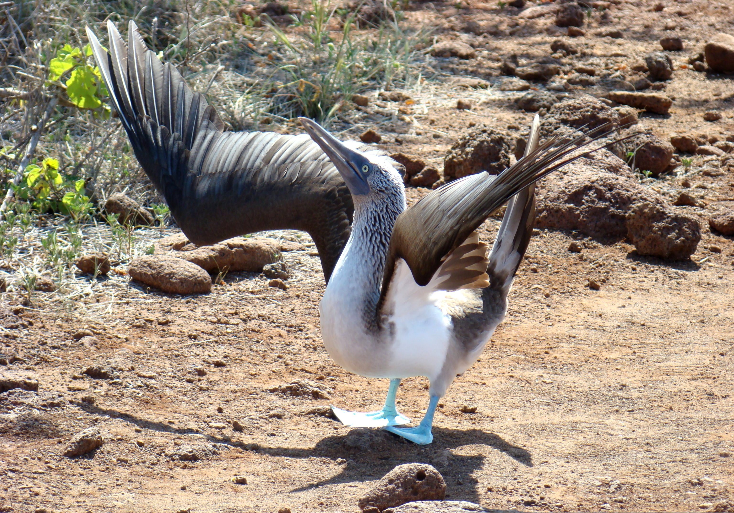 Elizabeth Bay, Isabela Island, Galápagos