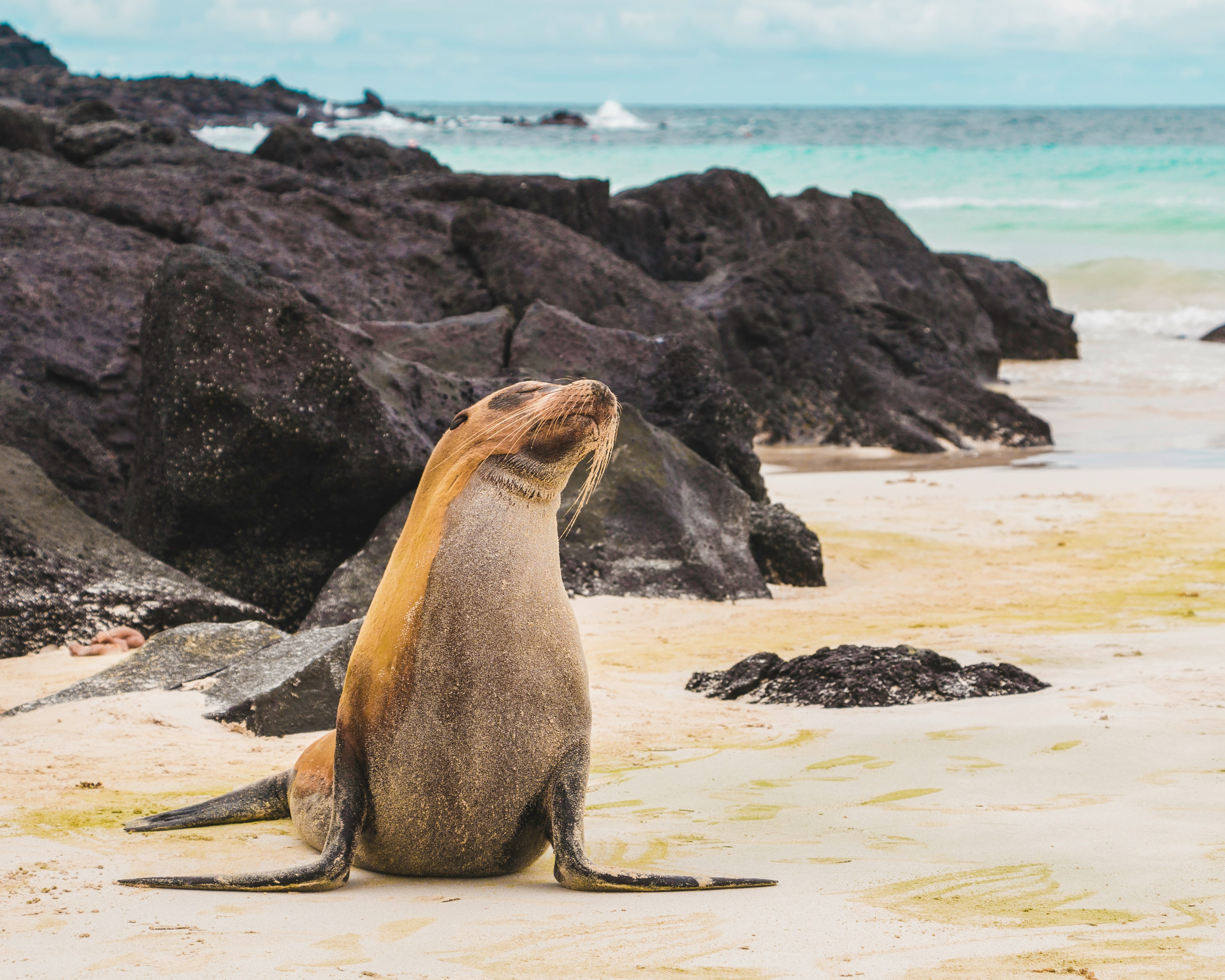 Punta Suarez, Isla Espanola, Ecuador, Galapagos