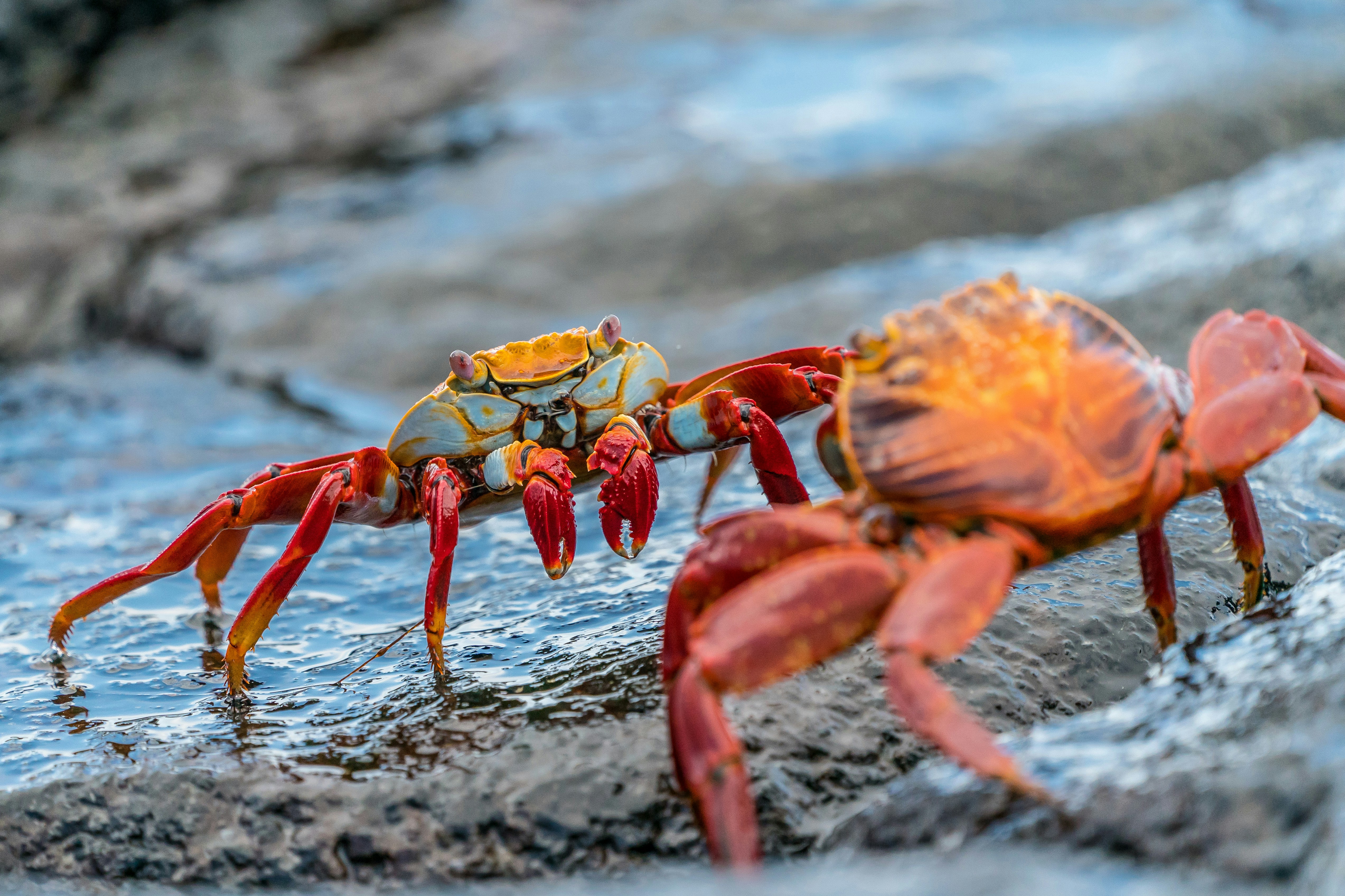 Galápagos Islands - Nine of the Best Isles