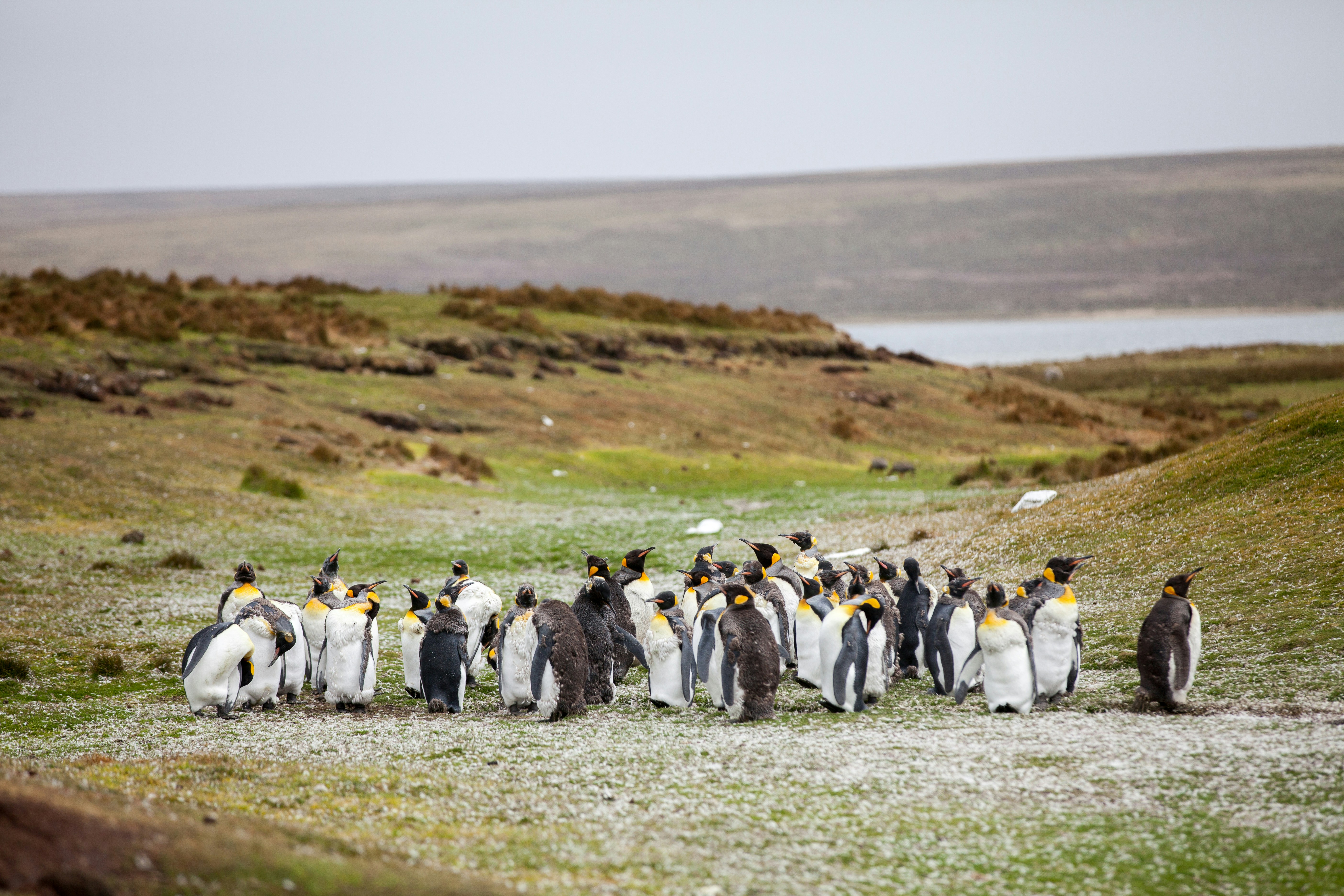 Penguins of the Far South: Falklands, South Georgia and Antarctica