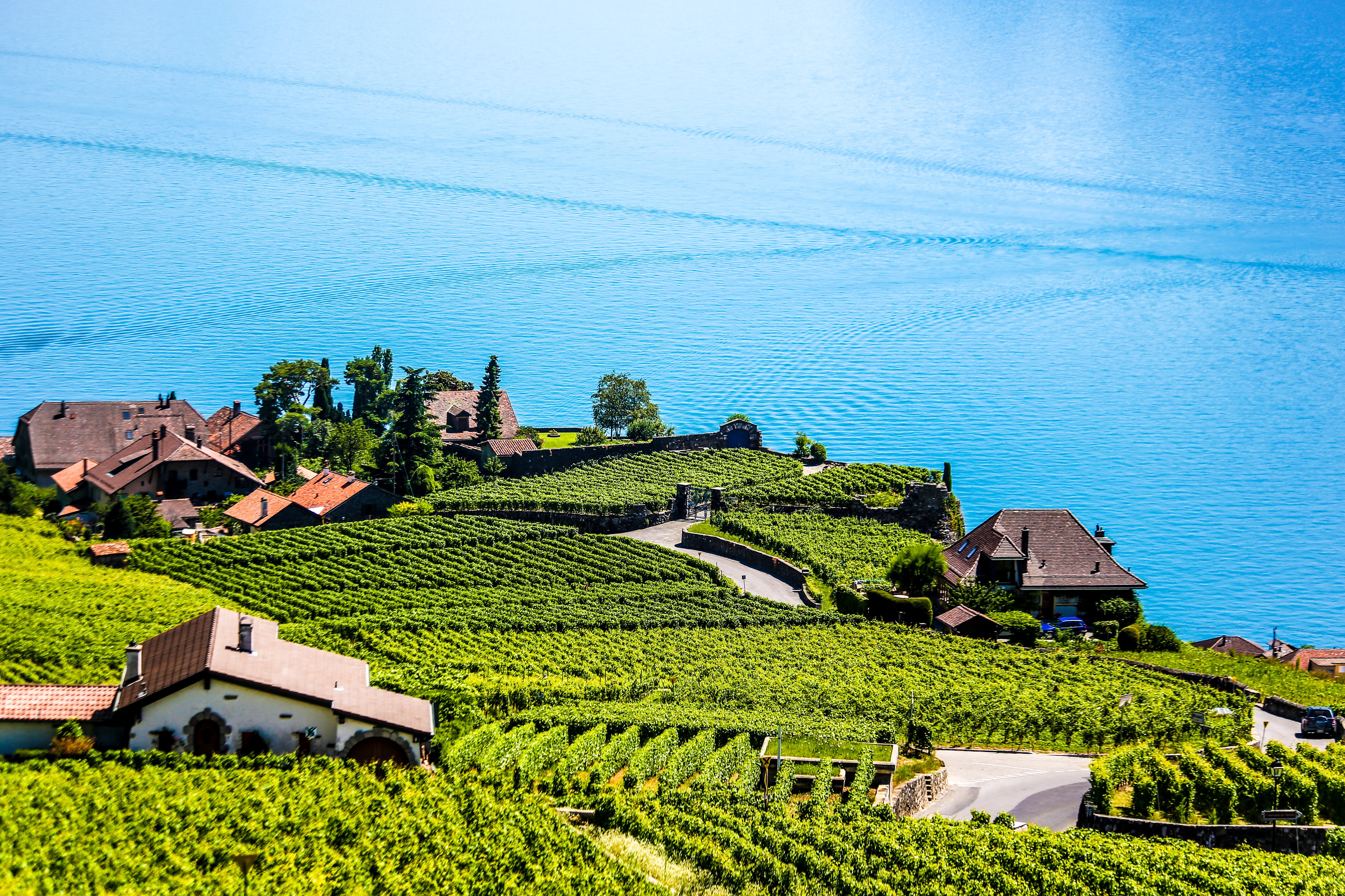 Vineyard, Montreux