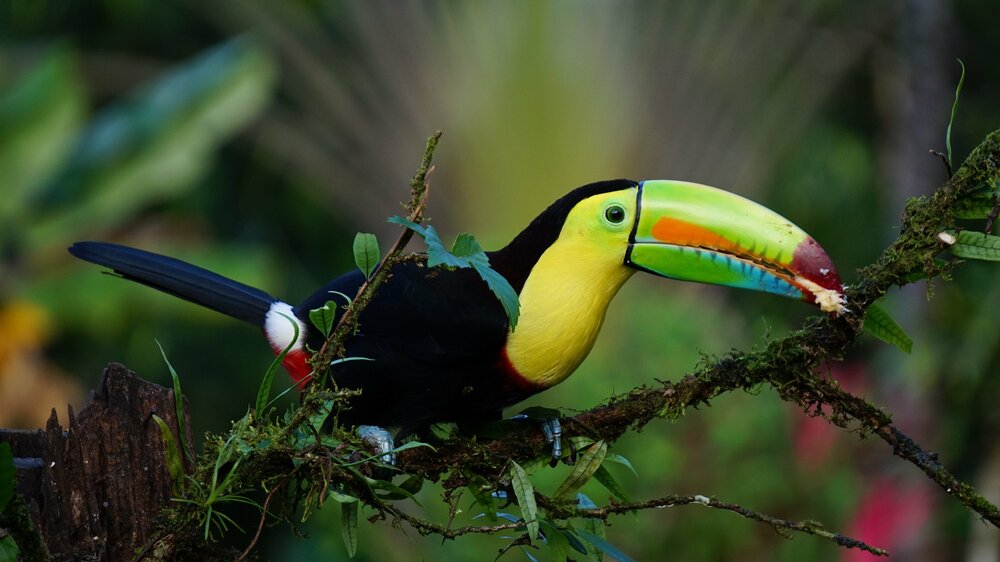 Puntarenas