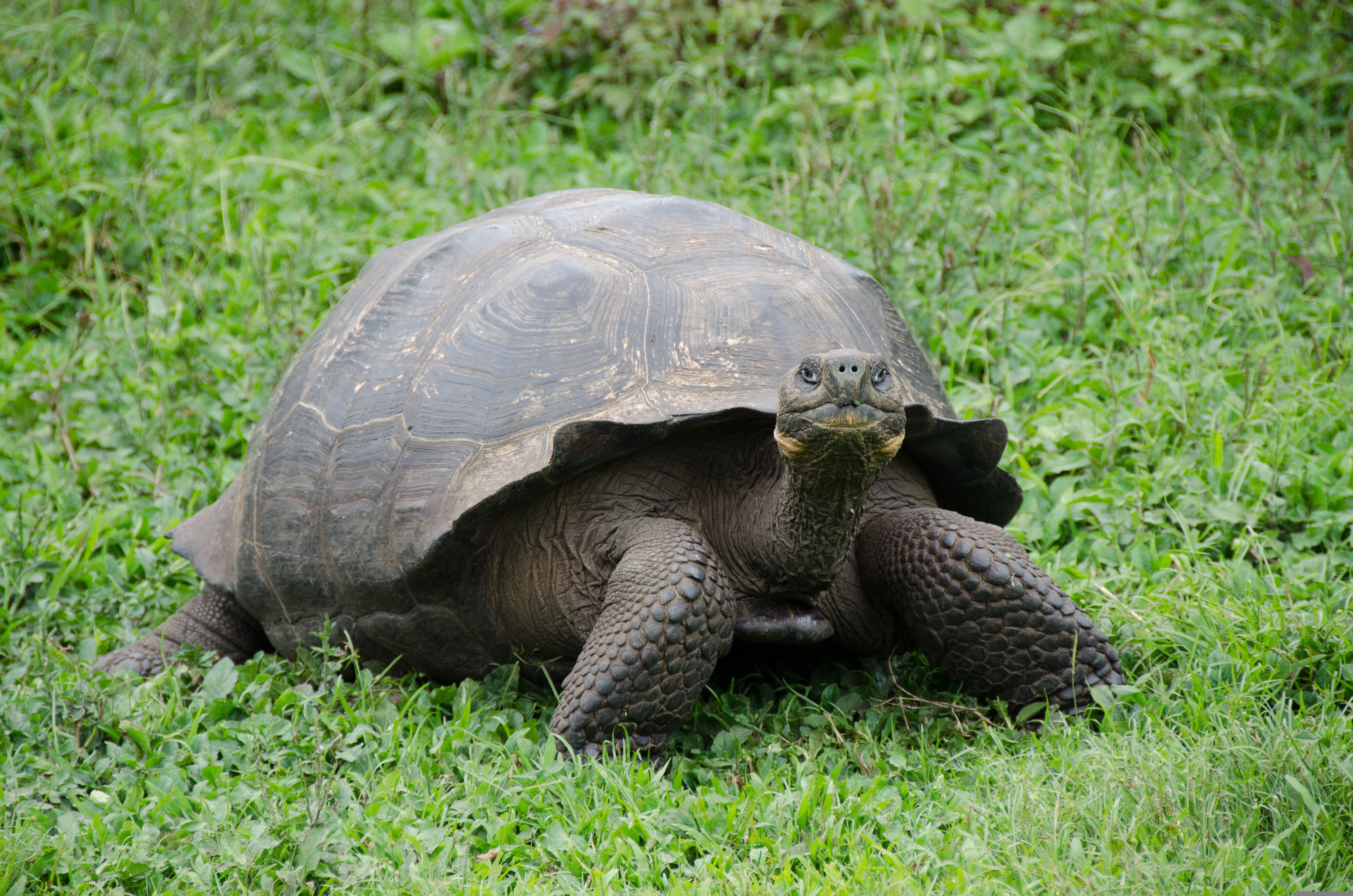 Tortoise, Fernandina Island
