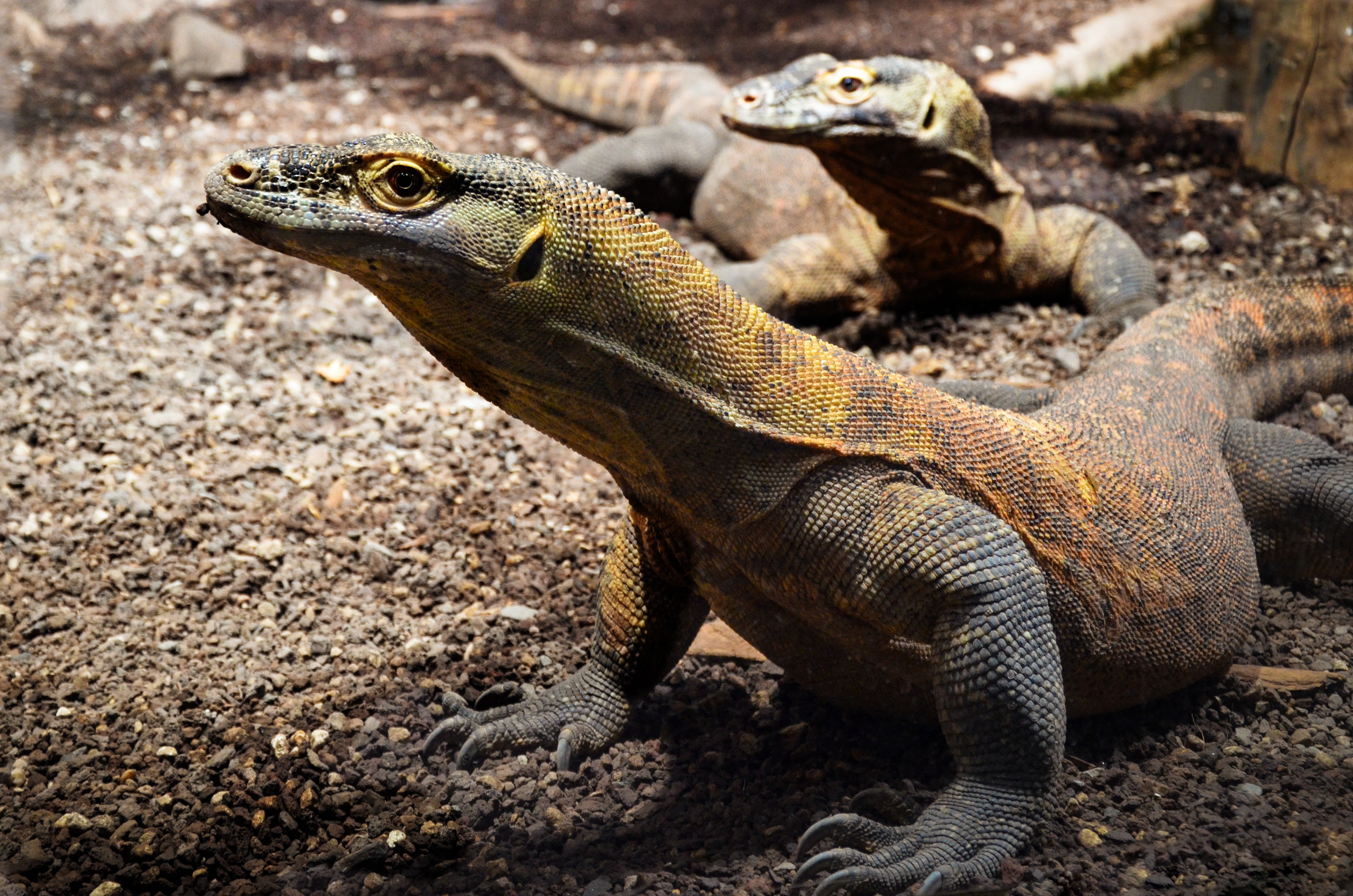 Komodo Dragon, Komodo Island