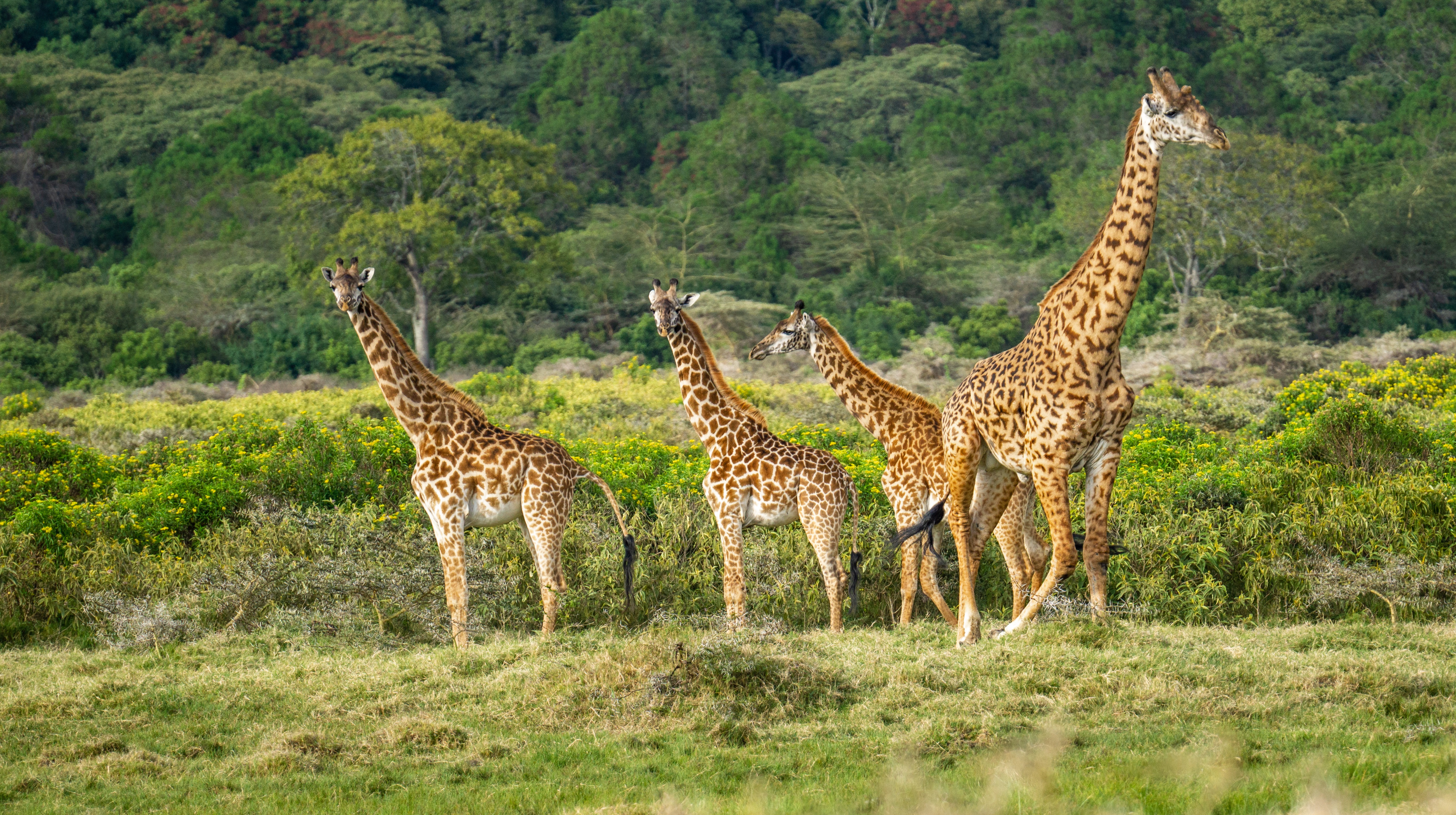 Ngorongoro Conservation Area