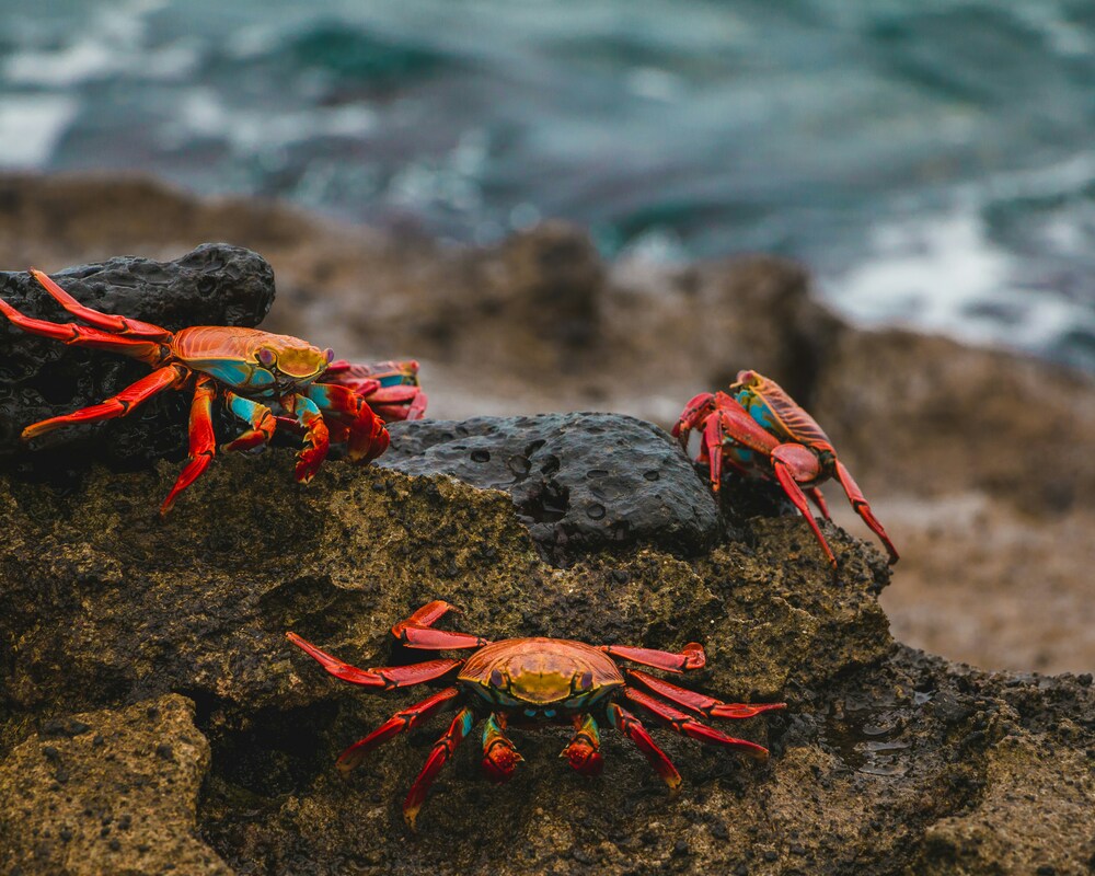 North Seymour Island, Galapagos