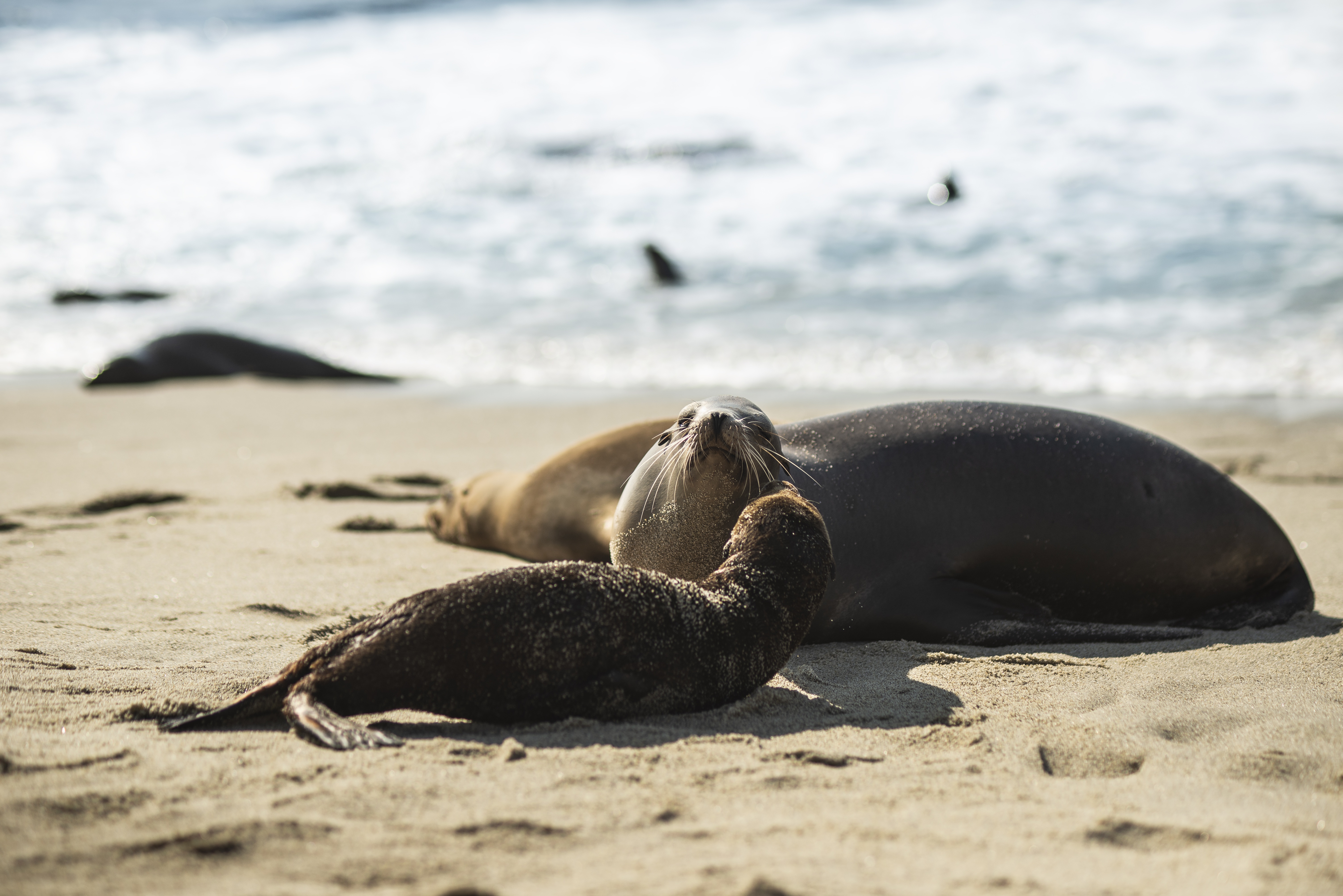 Seal, Isabela Island