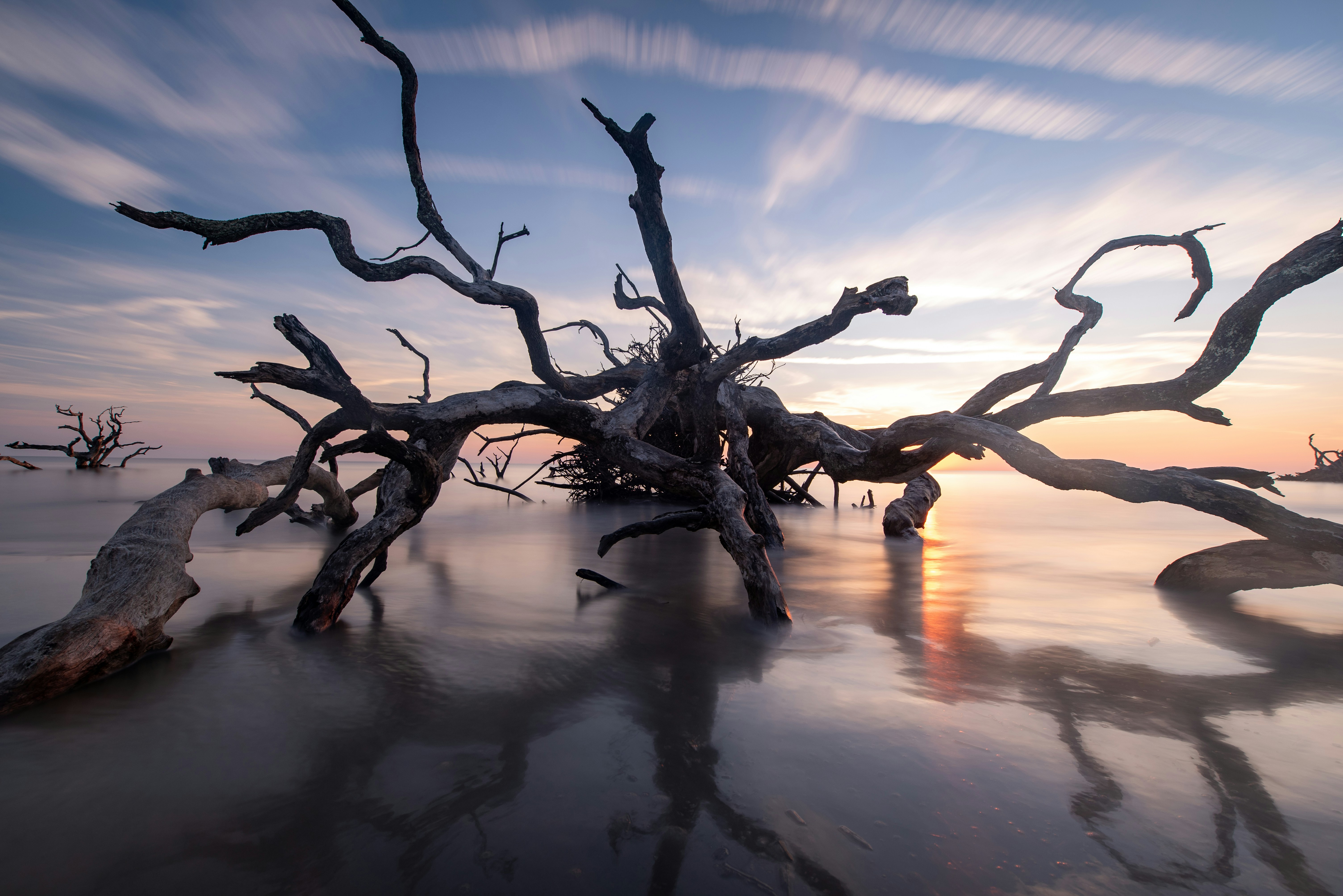 Driftwood Beach, Jekyll Island, Georgia, United States