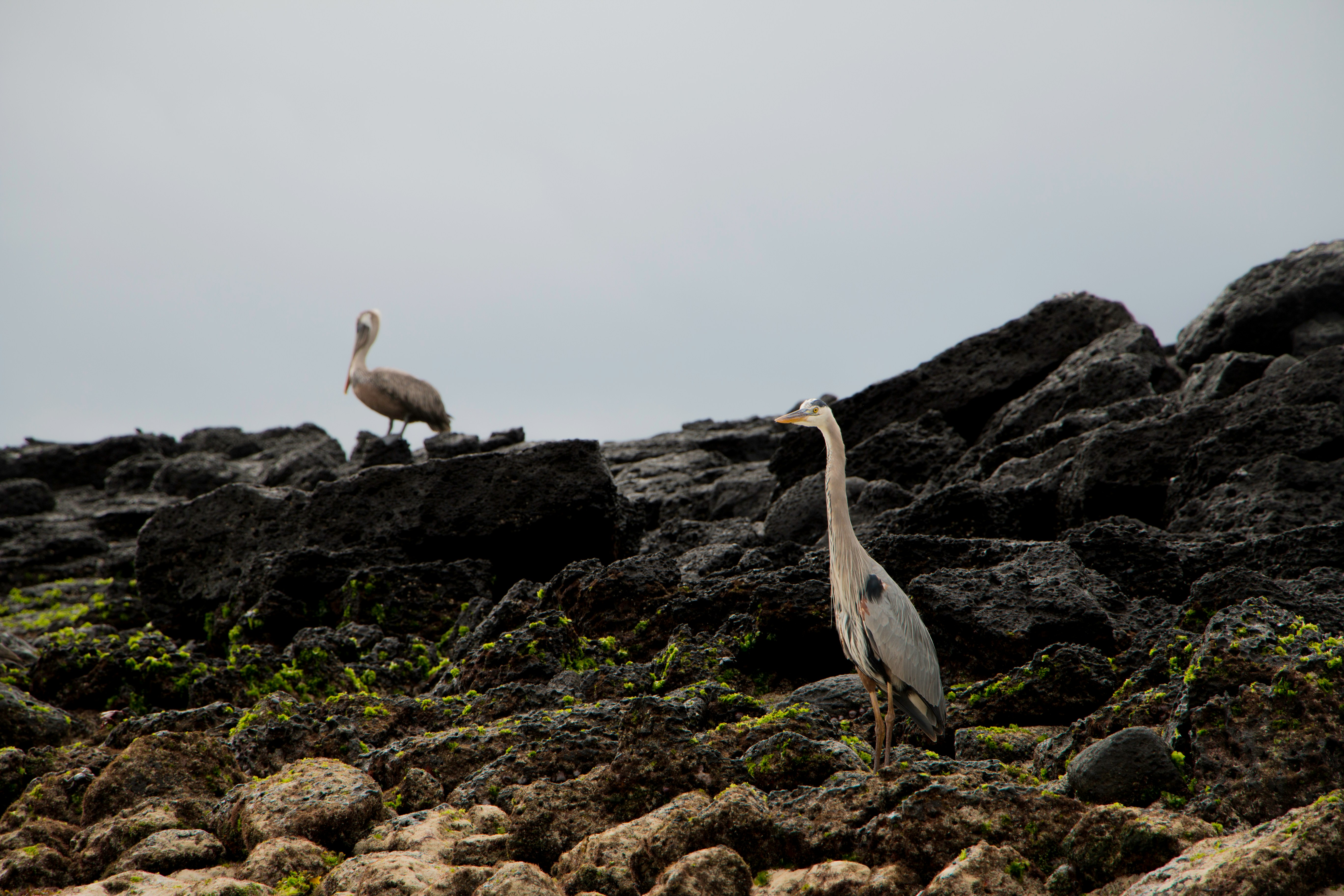 Roca León Dormido, Ecuador