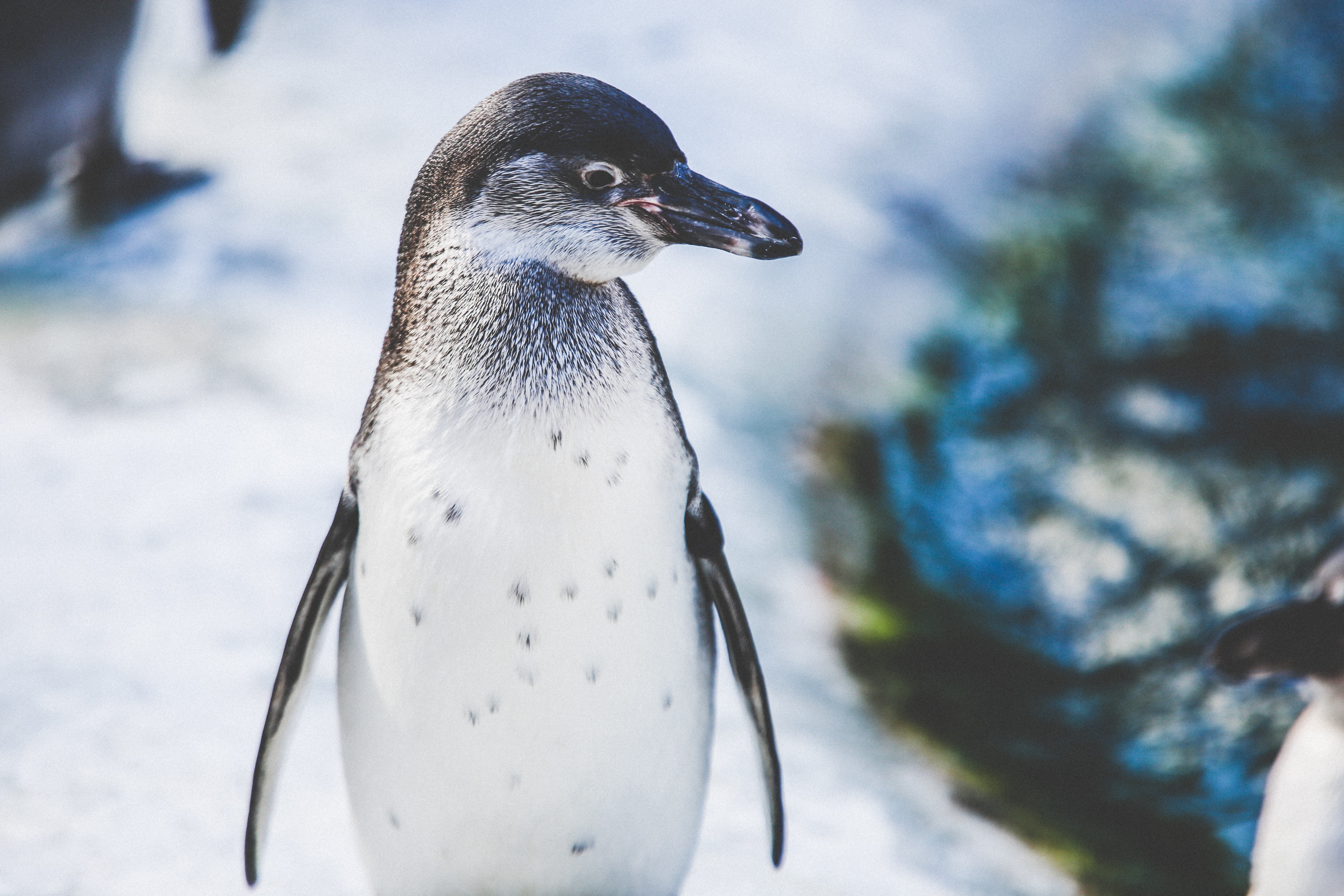 Chinstrap Penguin