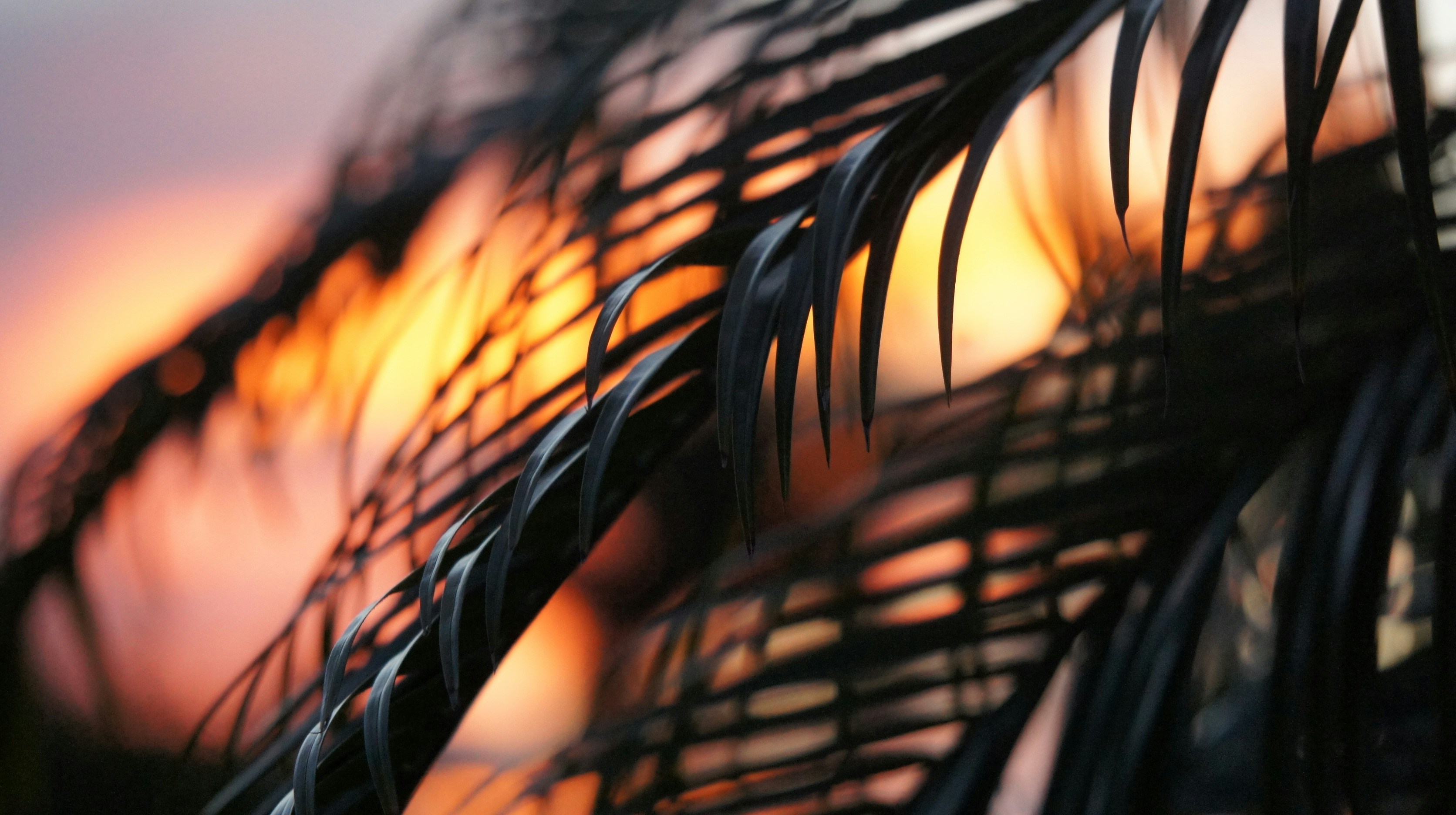 Marco Island, Florida, United States