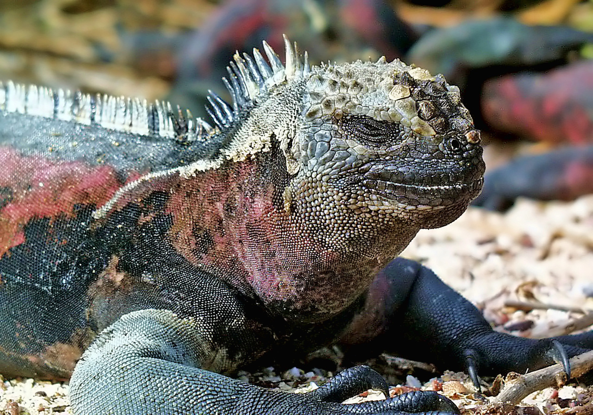 Urbina Bay, Isabella Island, Galapagos
