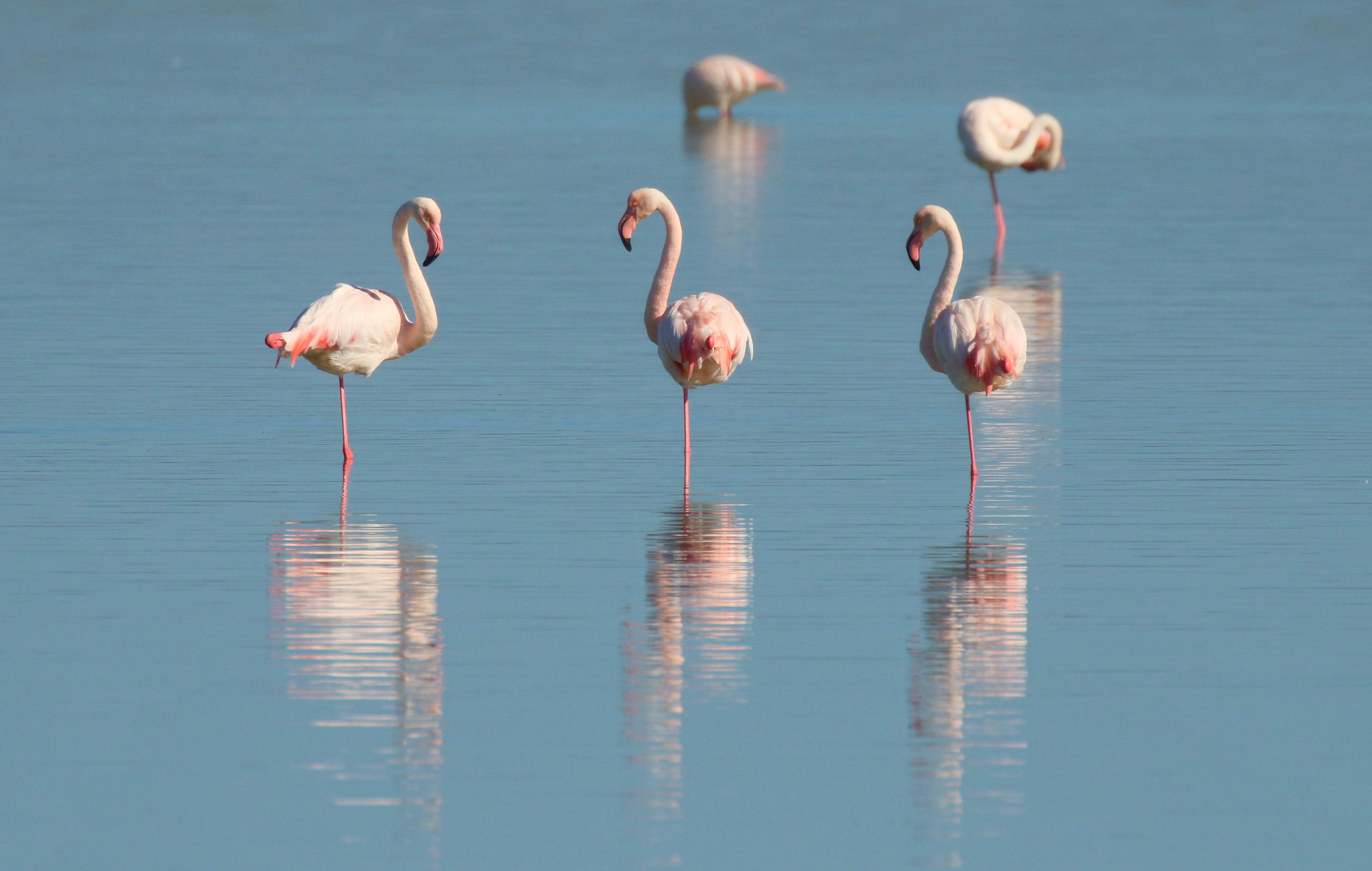 Flamingos, Galaoagos