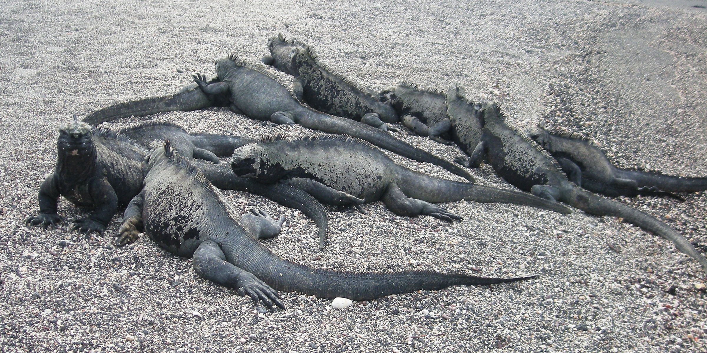 Mangle Point, Fernandina Island, Galápagos, Ecuador
