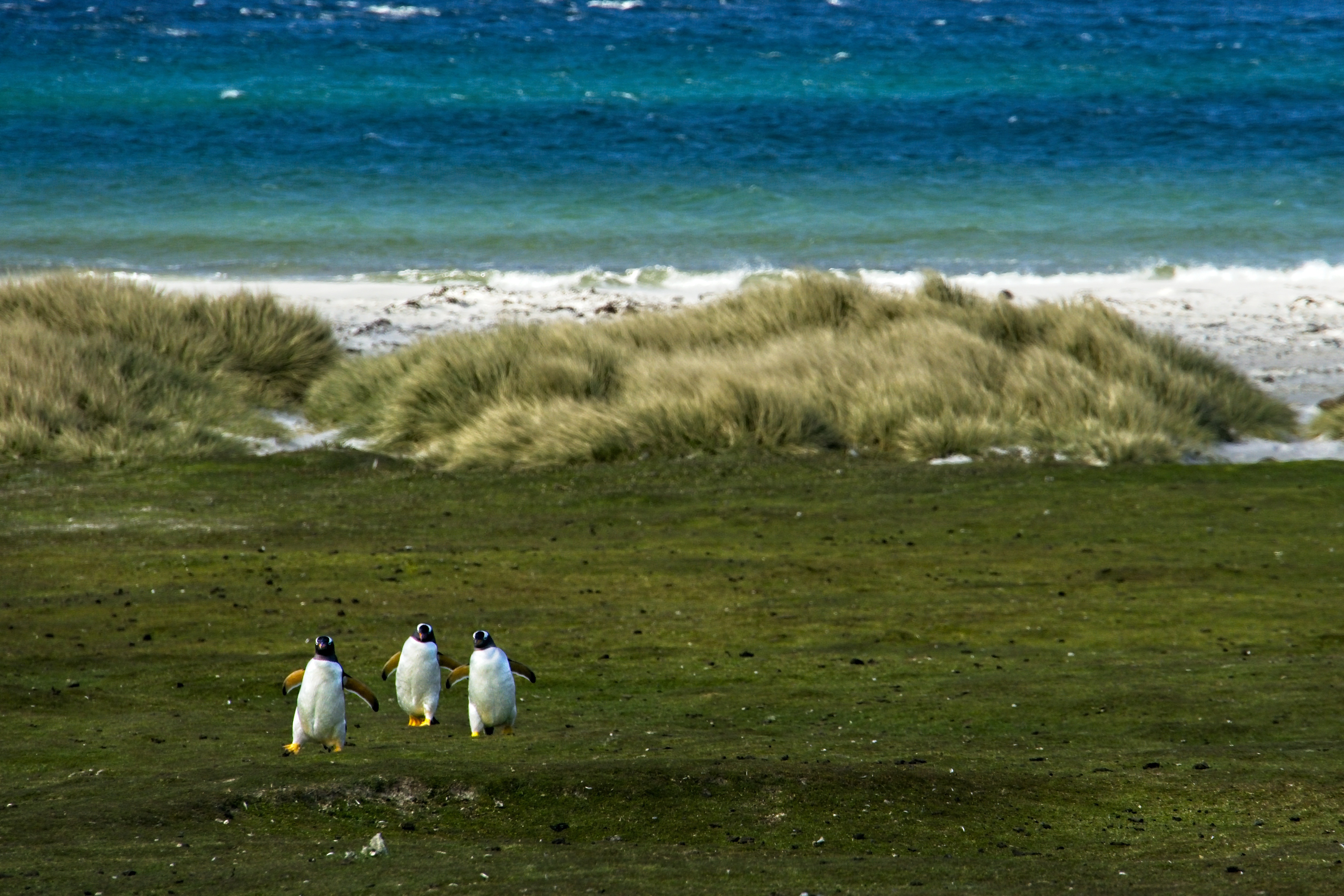 Puerto Williams to Puerto Williams