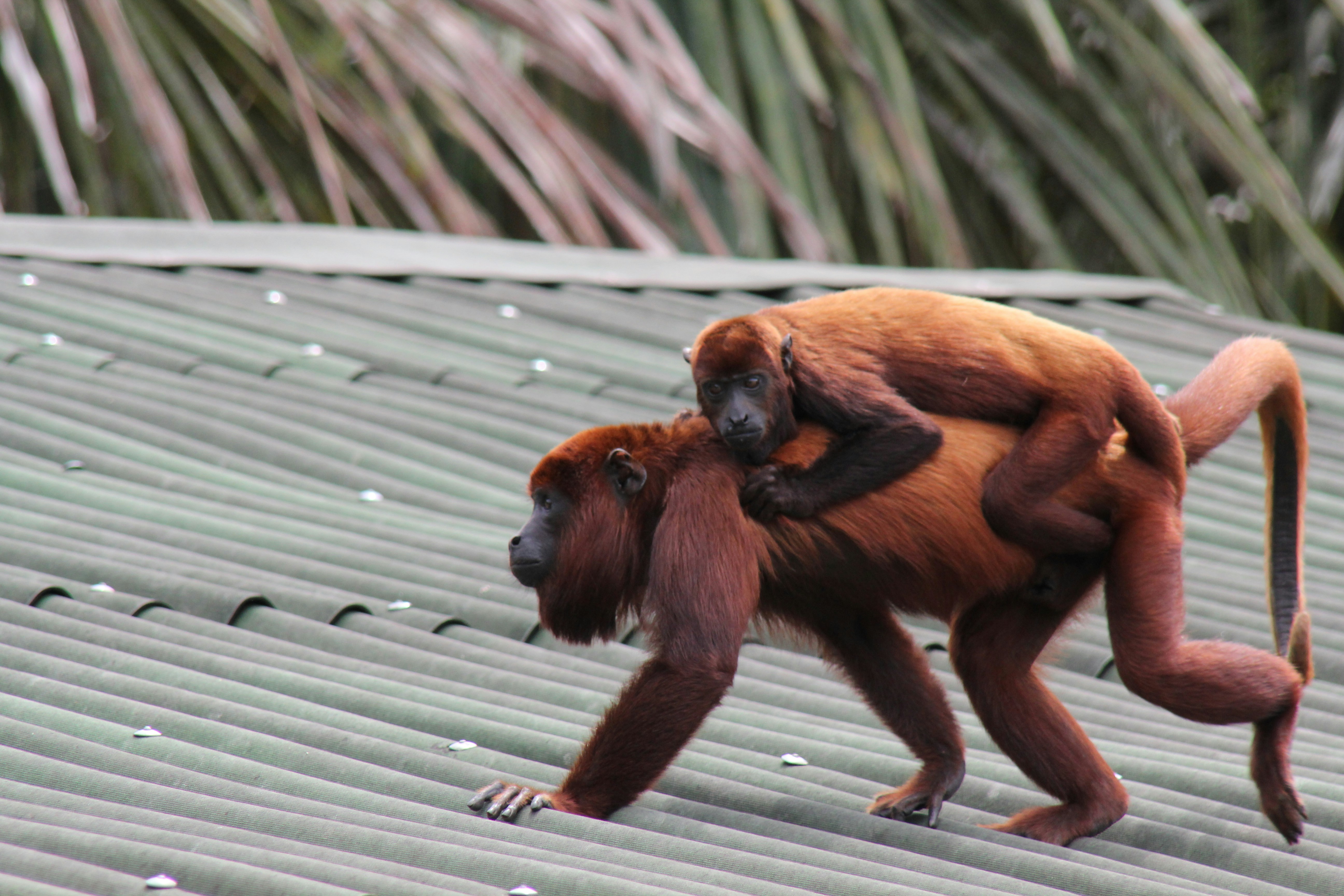 Iquitos, Peru