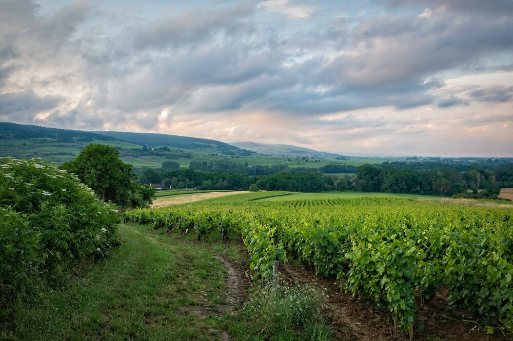 Châteauneuf-du-Pape