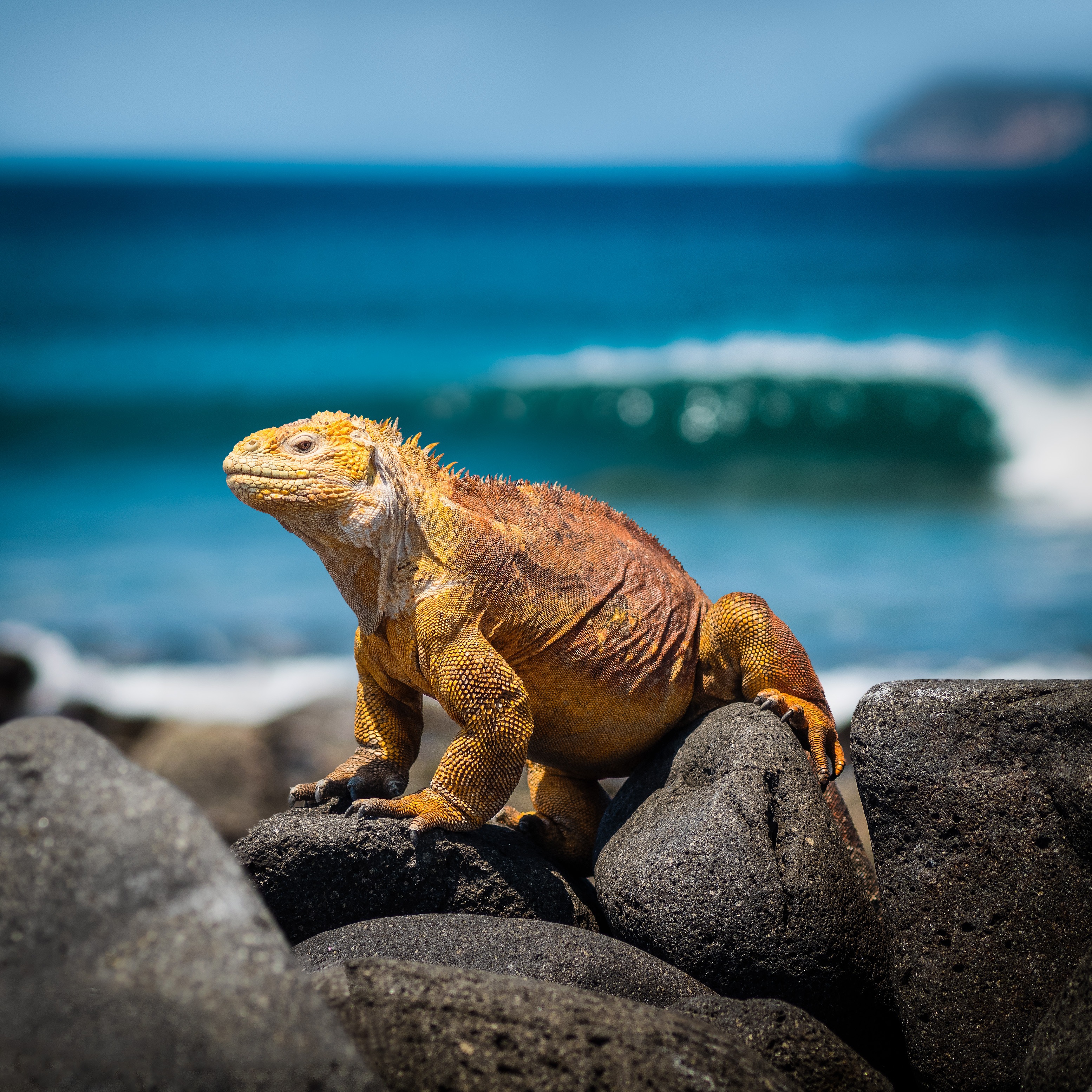 Galápagos Islands – Iconic Wildlife & Sublime Scenery | Western Route