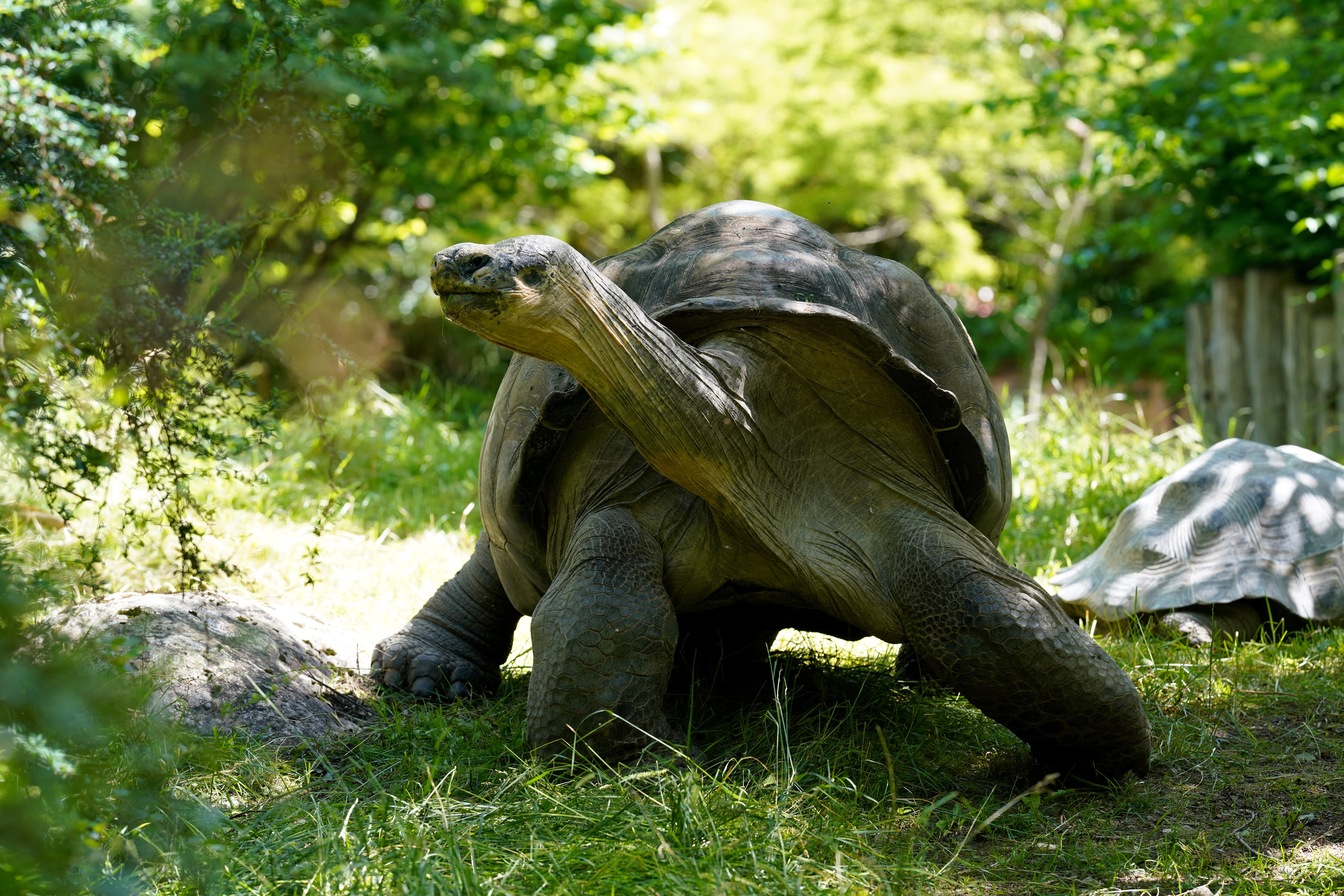 Giant Tortoise, Galapagos