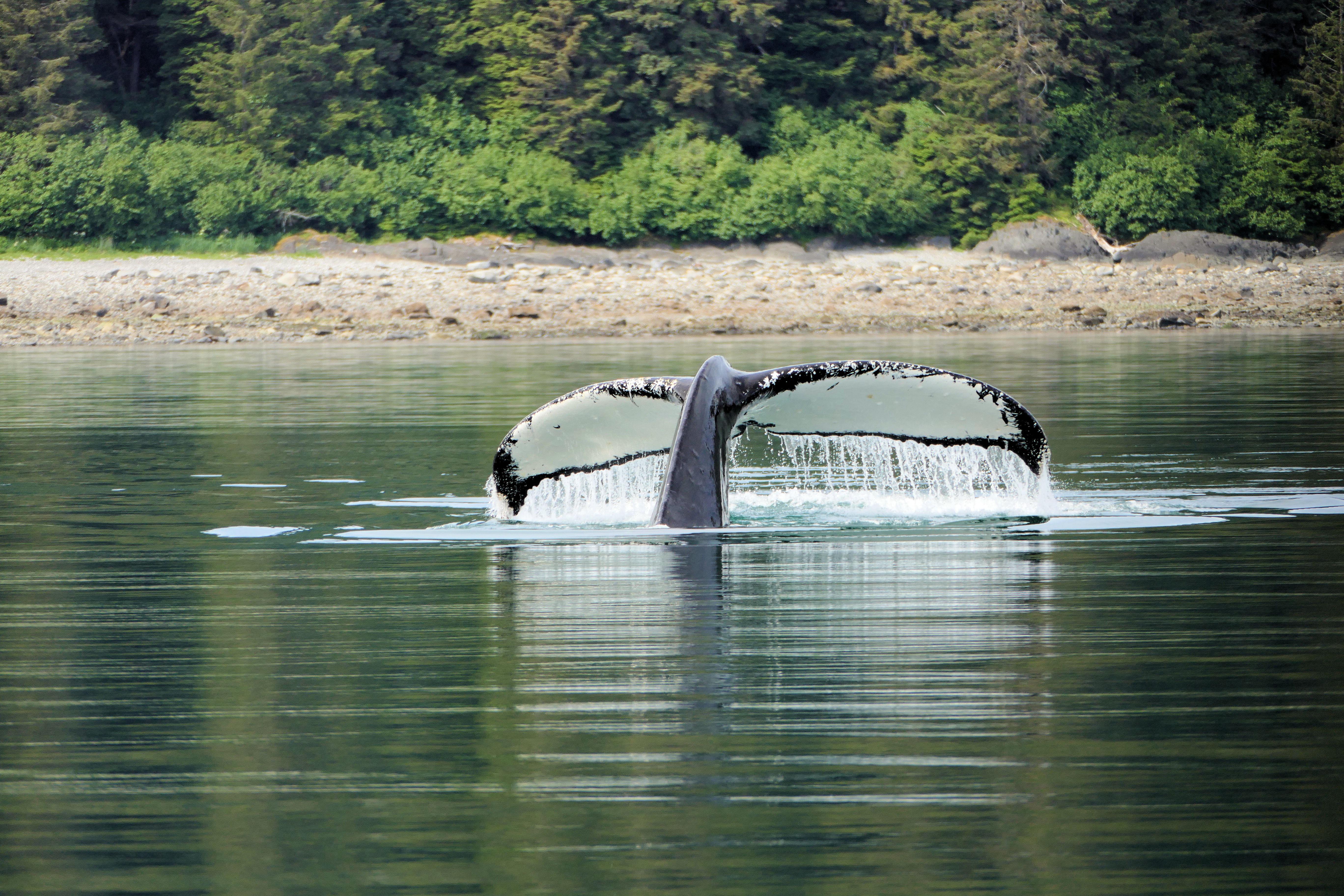 Whale in Alaska