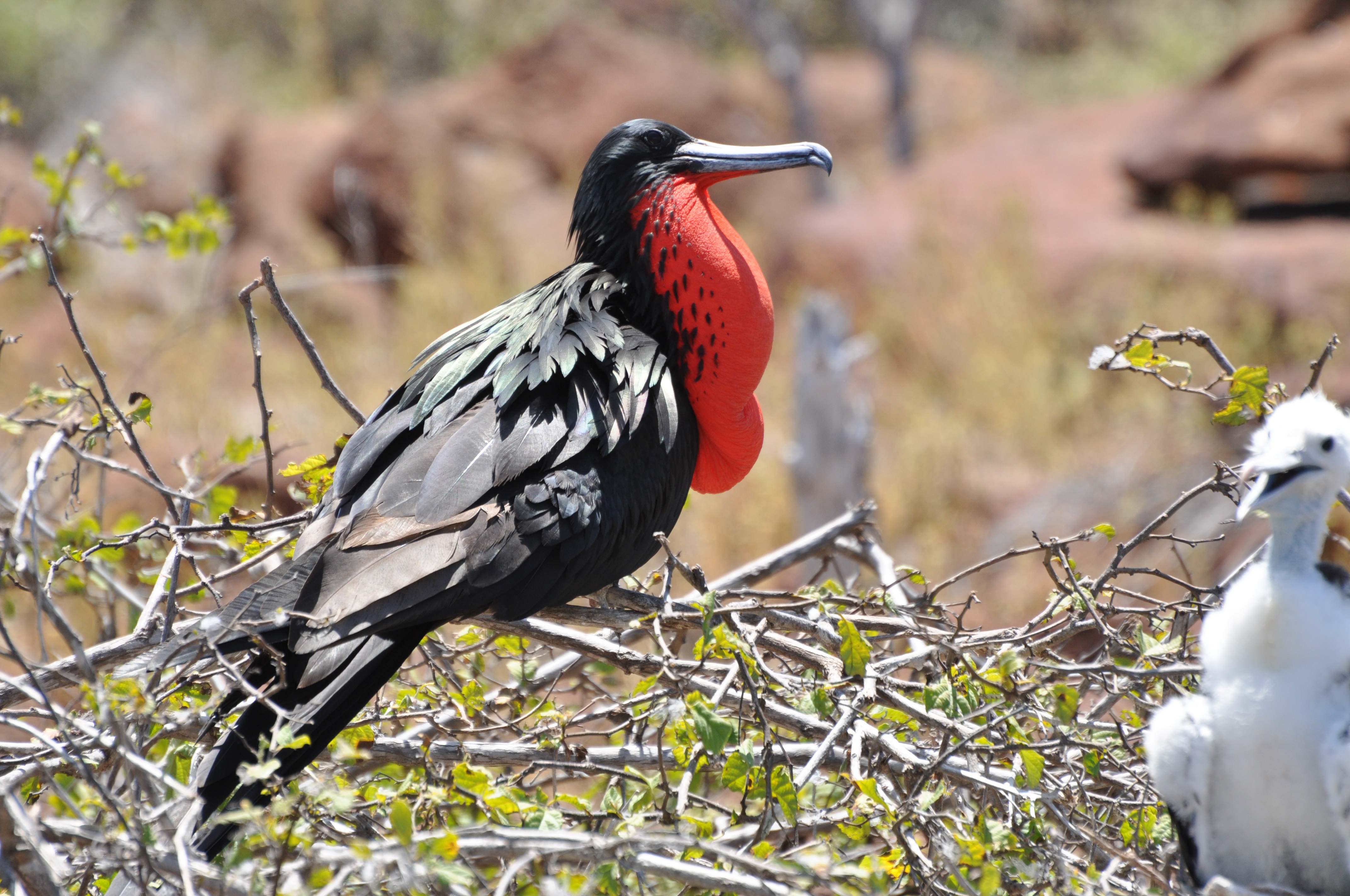 Mosquera Island, Galapagos