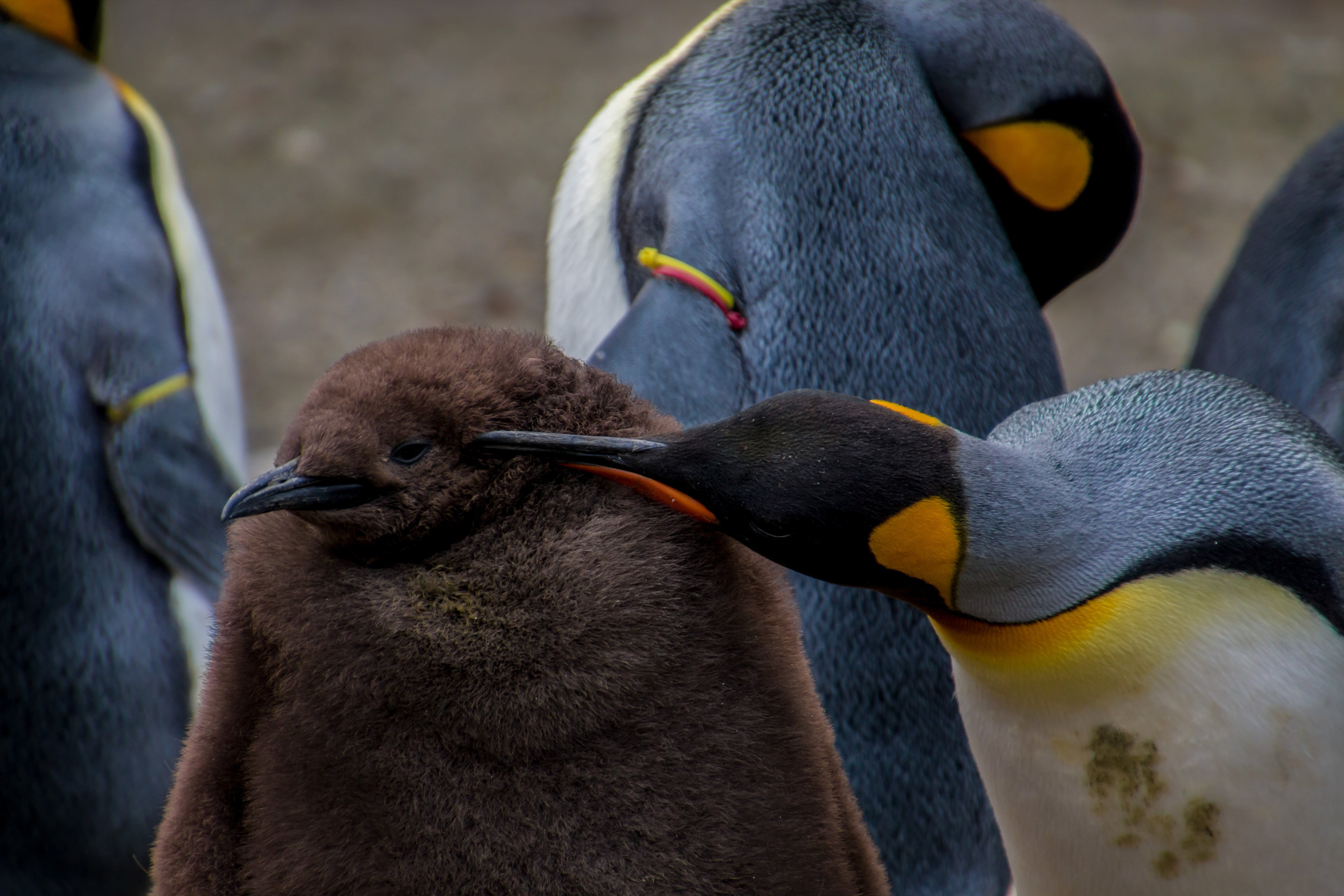 Macquarie Island, Tasmania