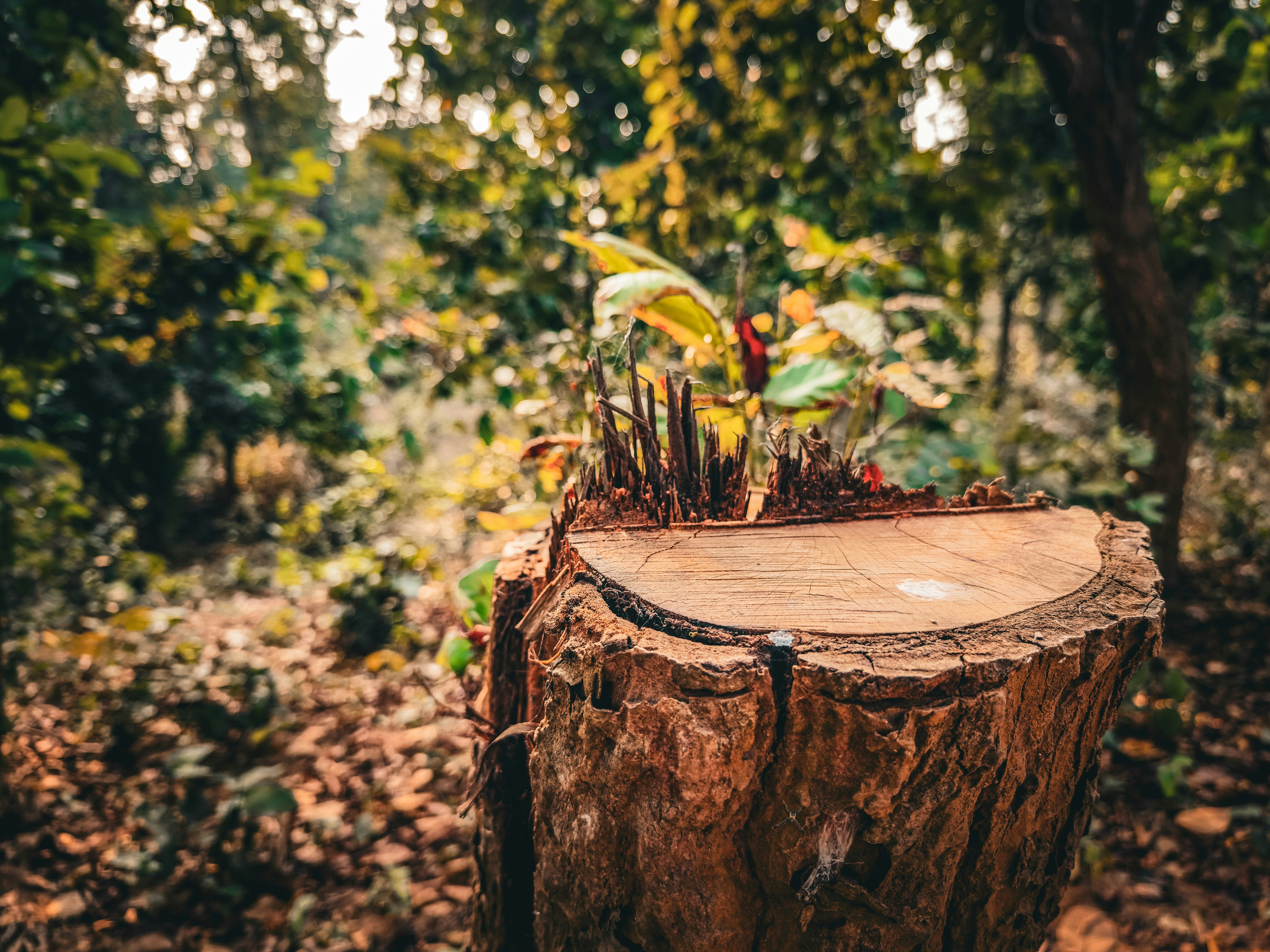 Photo by Arif Ahmed on Unsplash