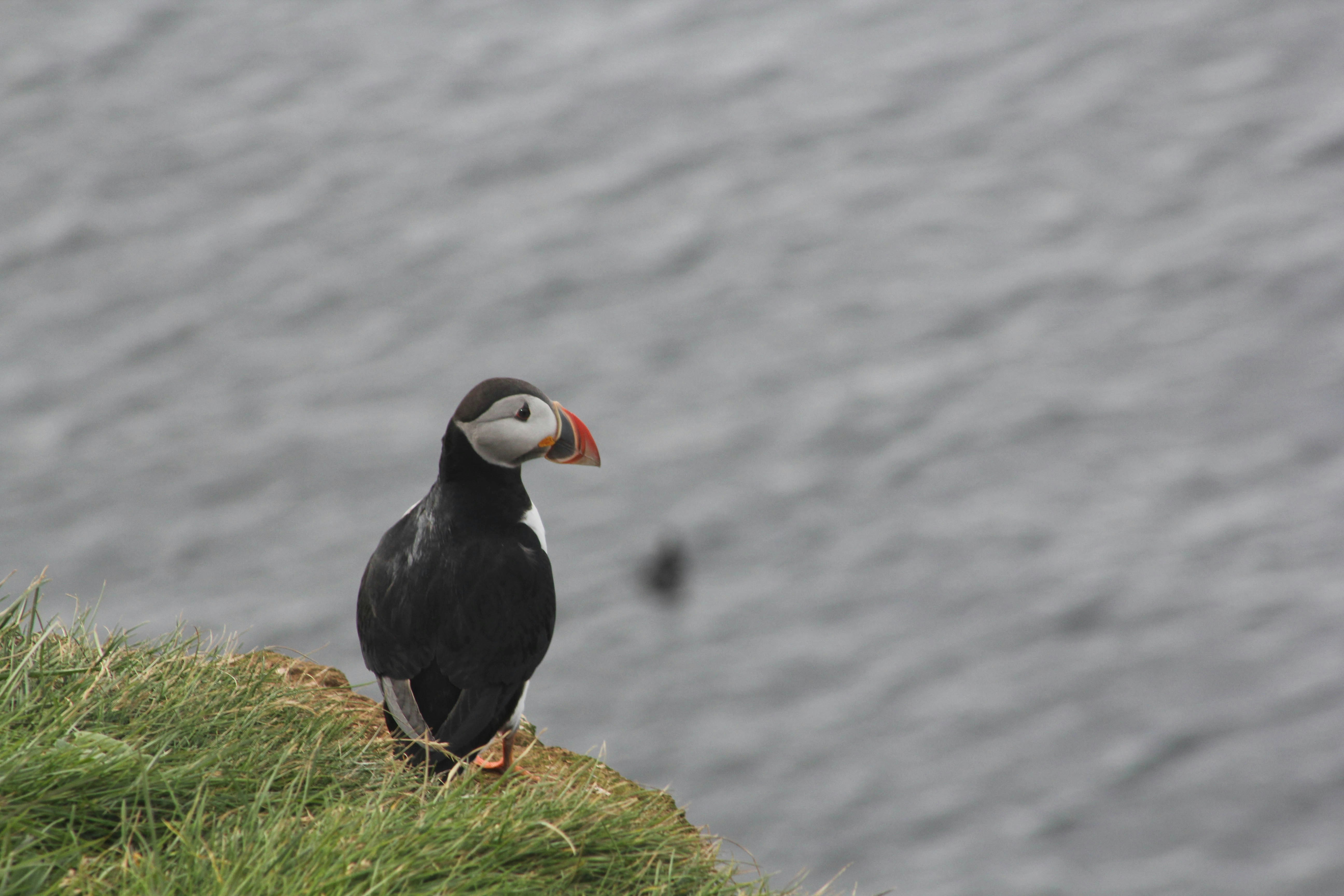 Grímsey, Iceland