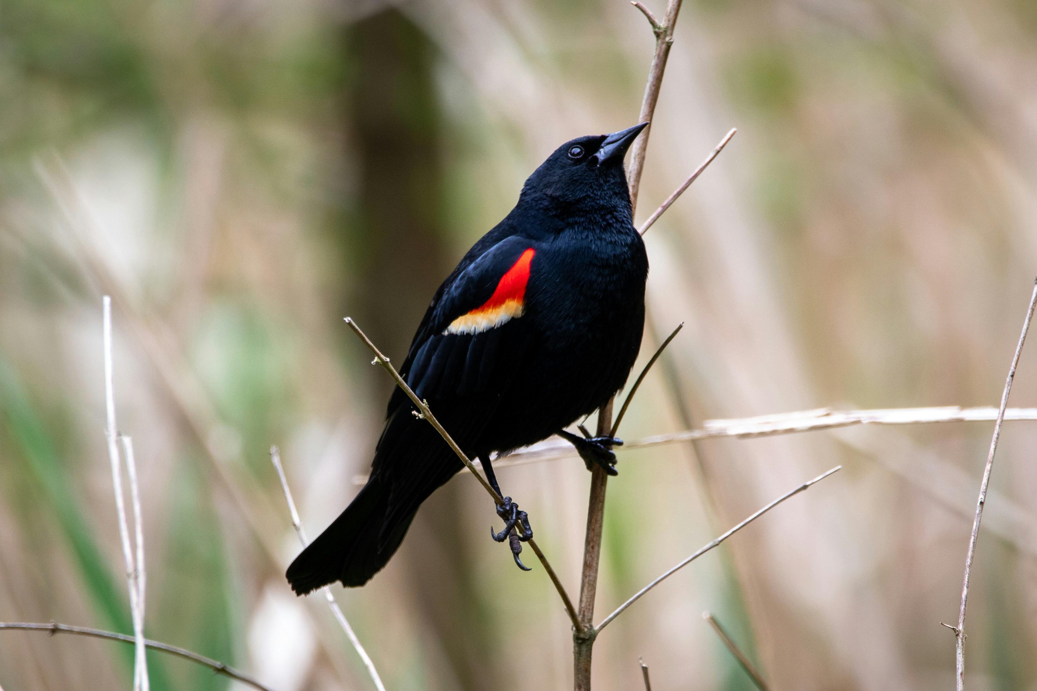 A red-winged blackbird, Savannah, Tennessee