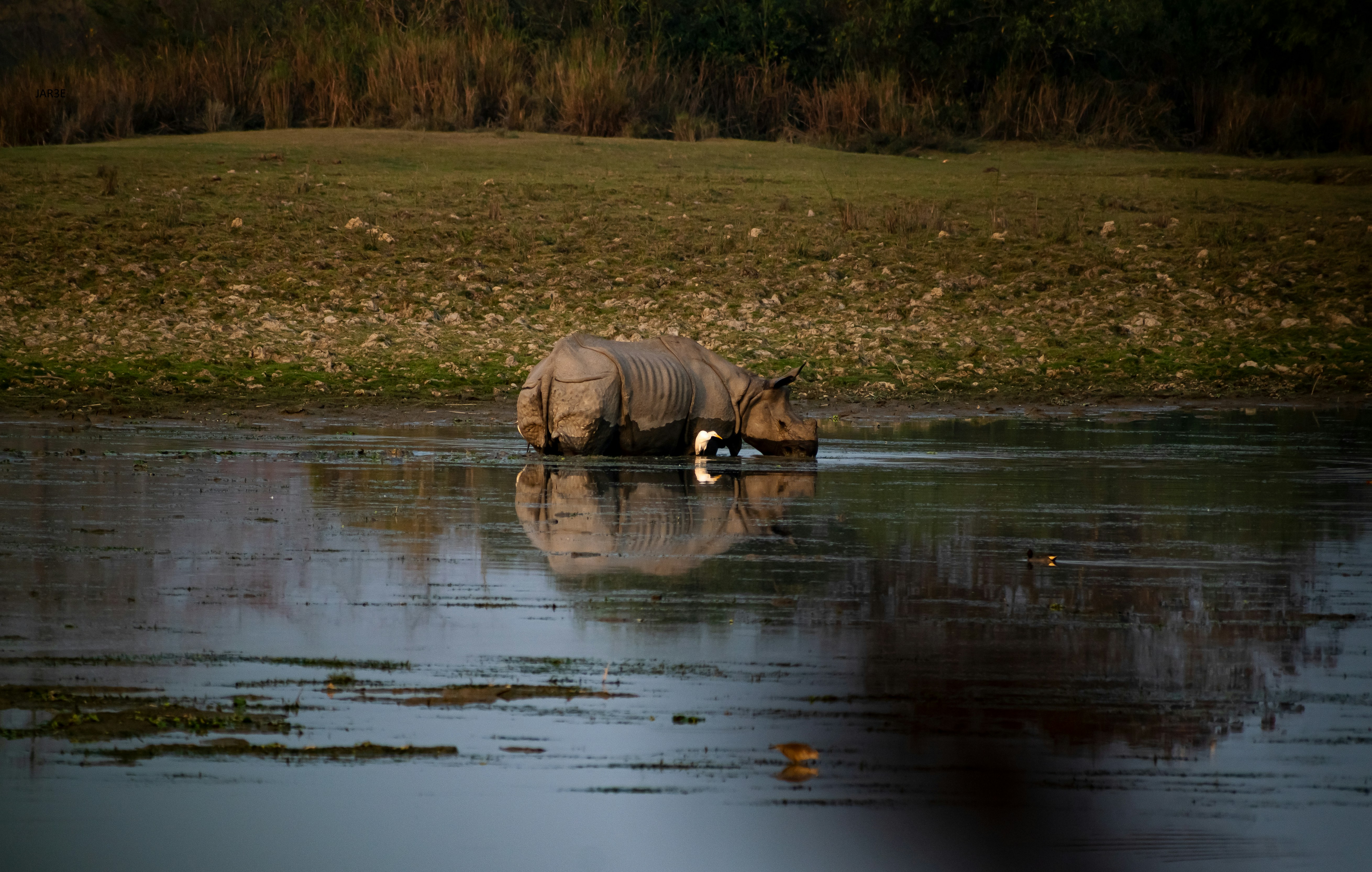 Kaziranga National Park, Assam, India
