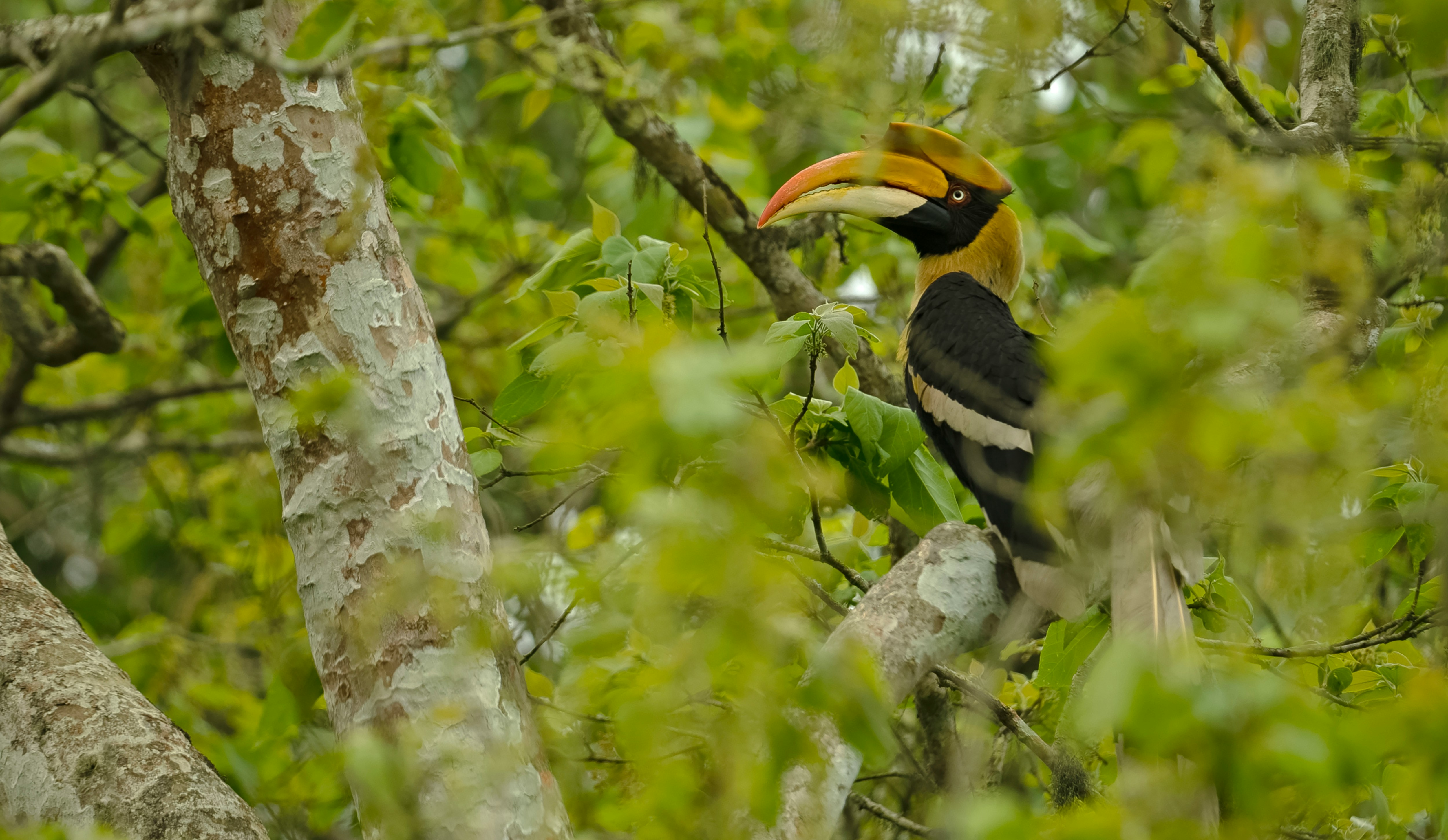 The Great Indian Hornbill, Kaziranga National Park, India