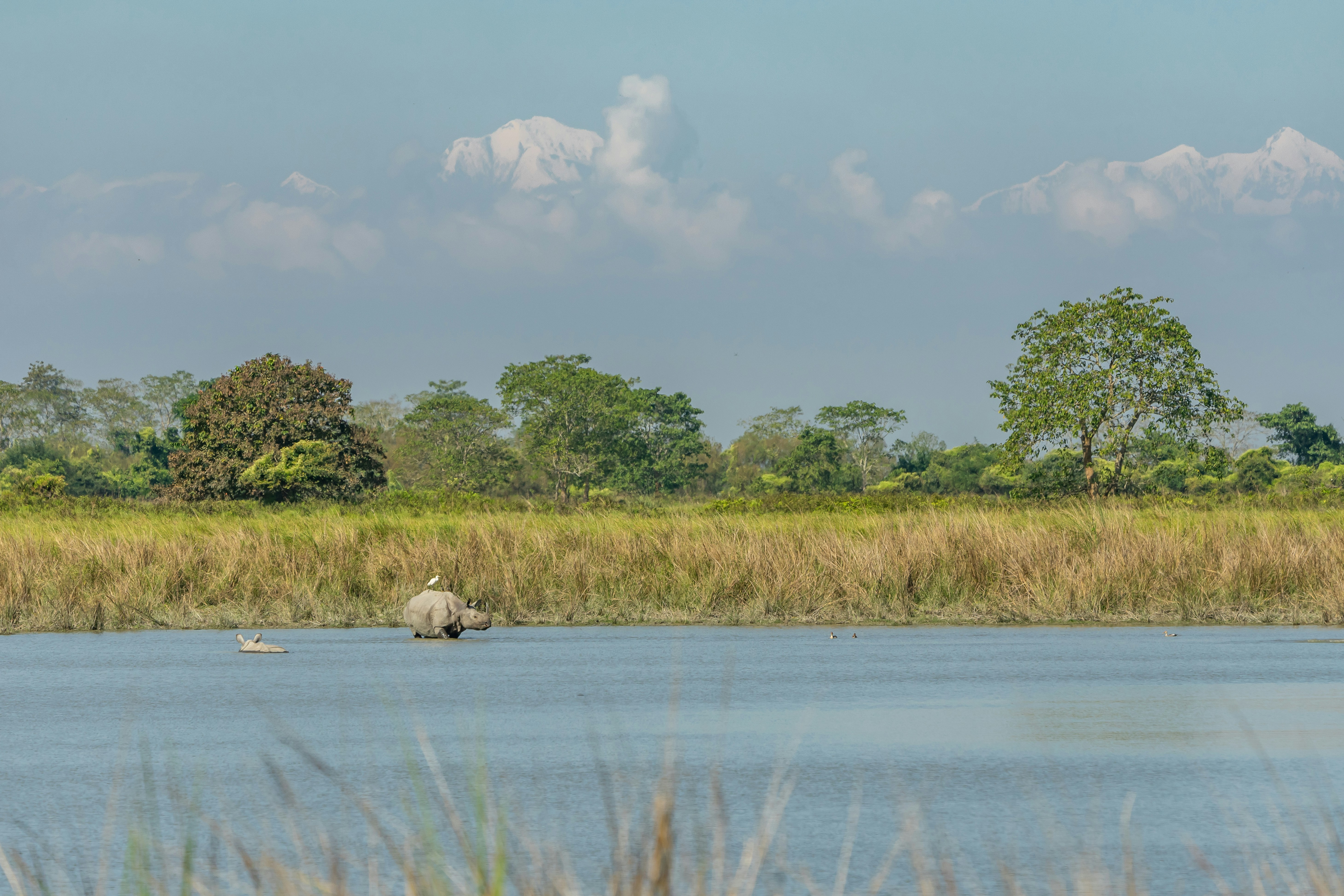Rhinos in Kaziranga National Park, India