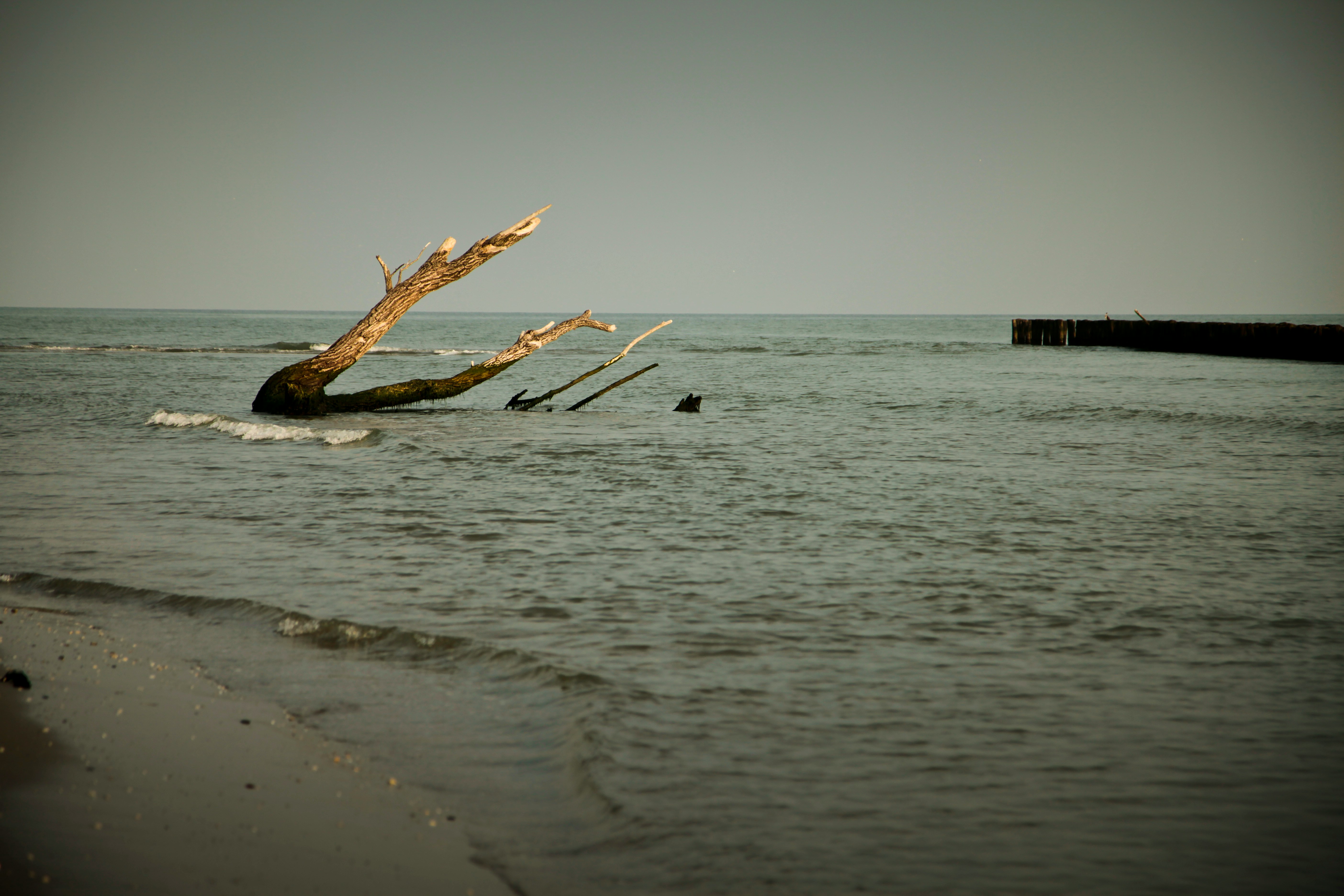 Delta del Po, Porto Tolle, Province of Rovigo, Italy