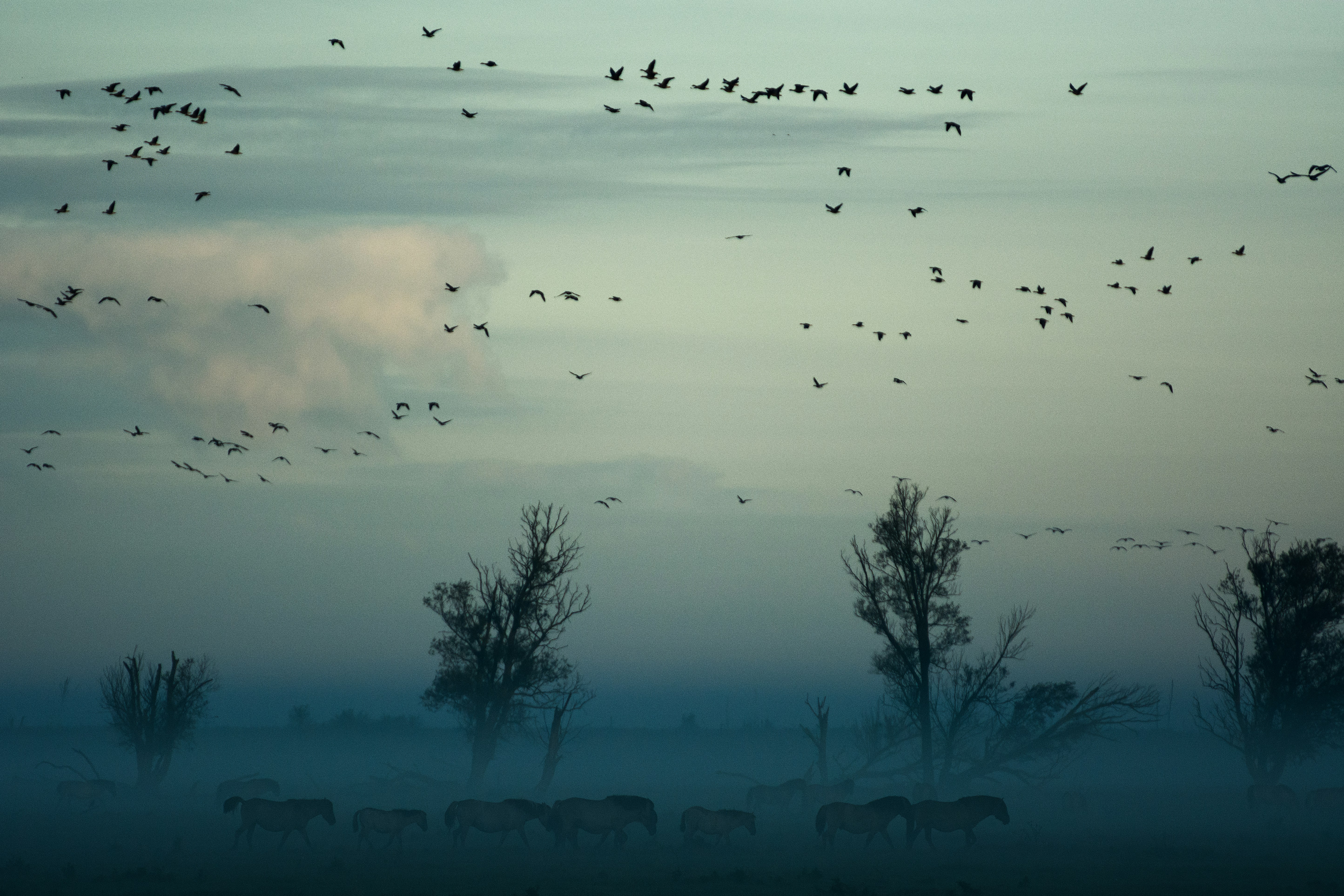 Oostvaardersplassen, Lelystad, Netherlands