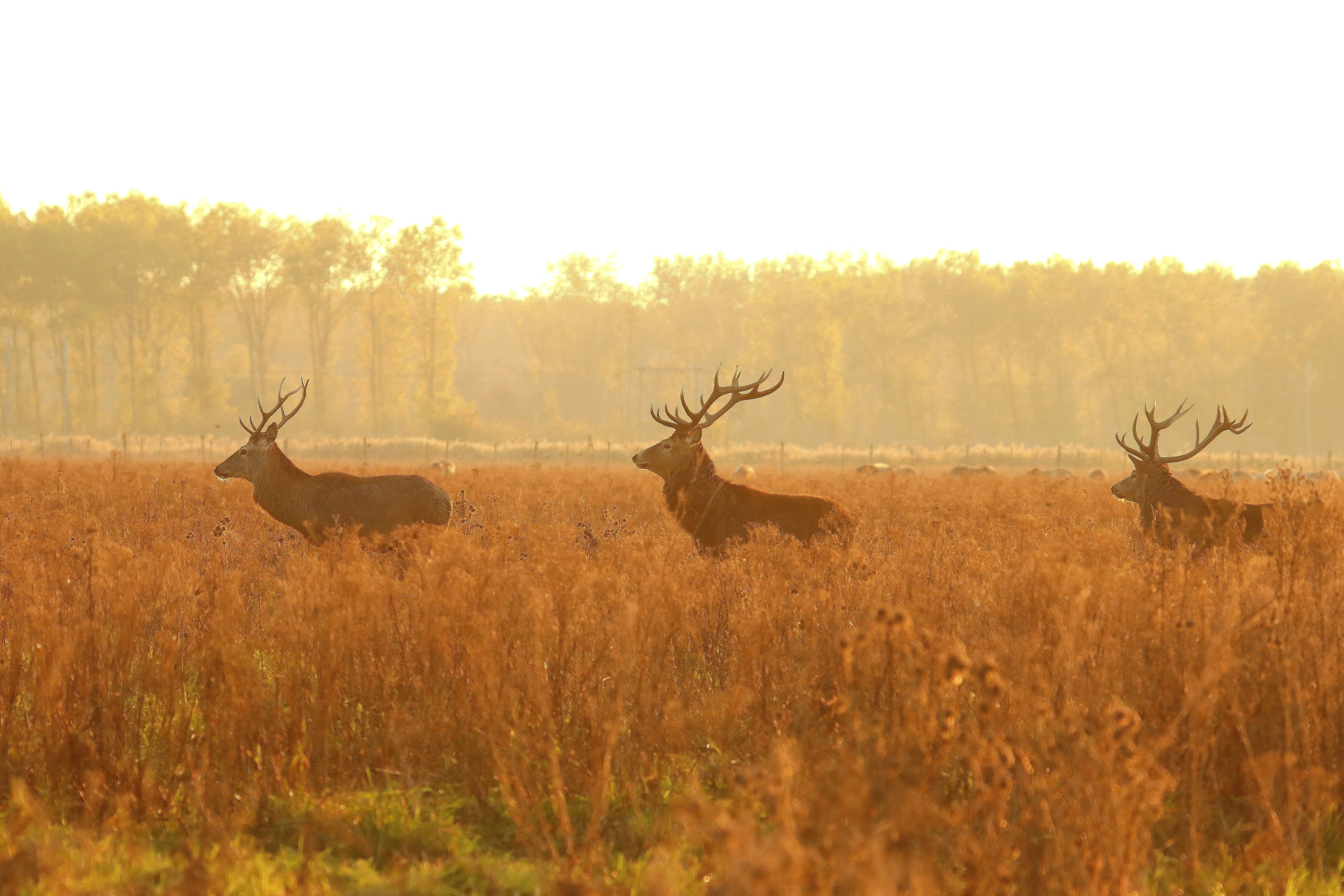 Oostvaardersplassen, Lelystad, Nederland