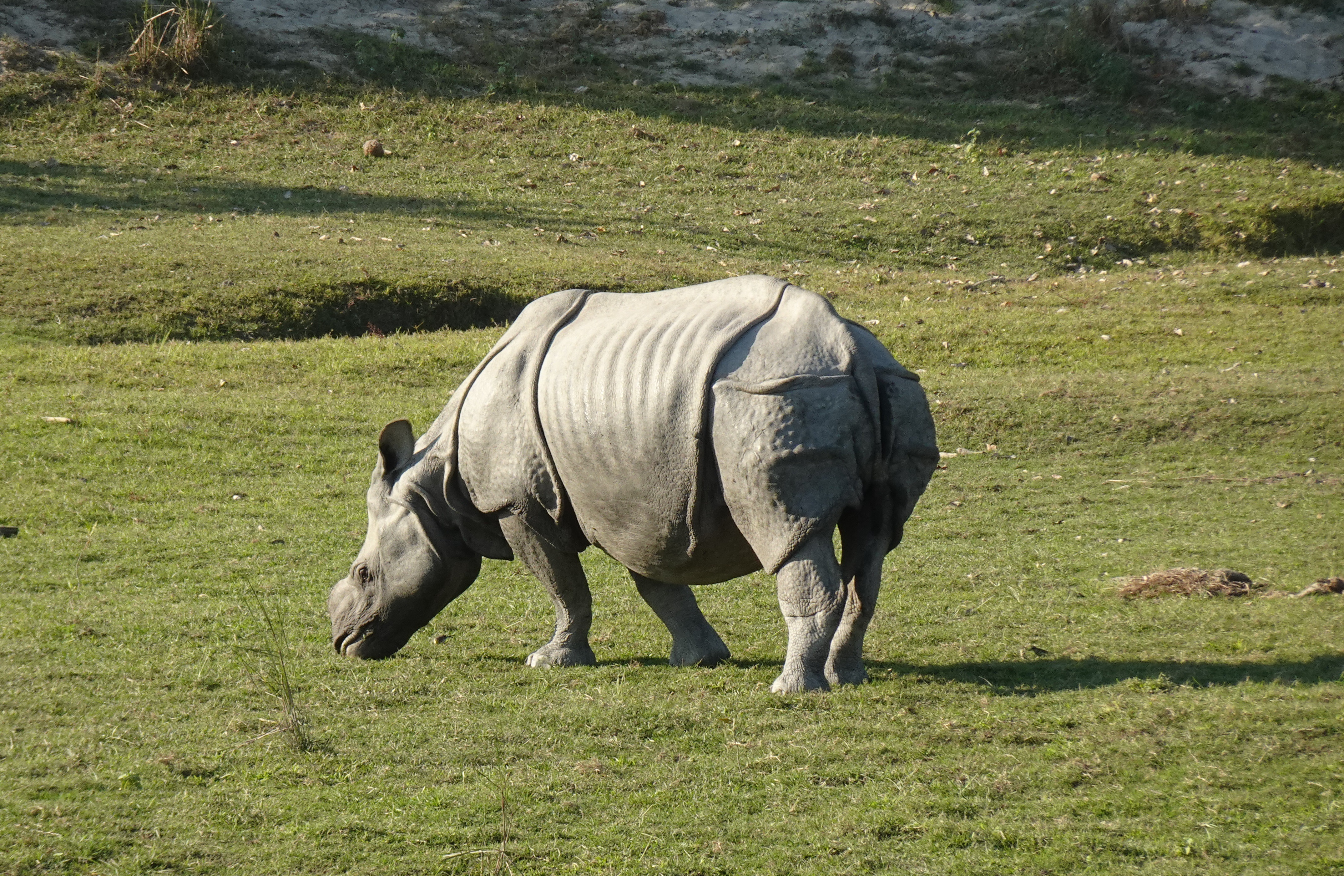 Rhino, Pobitora Wildlife Sanctuary