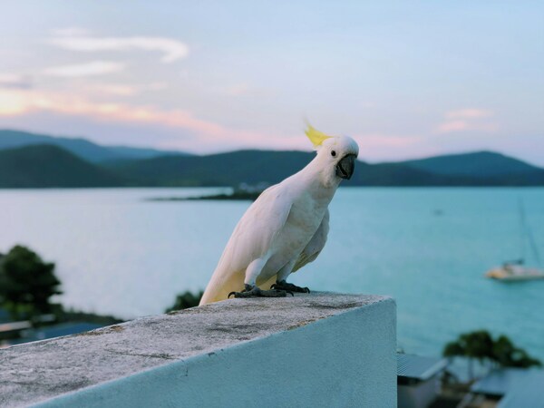Cuckatoo in Gold Coast, Airliee Beach, Australia