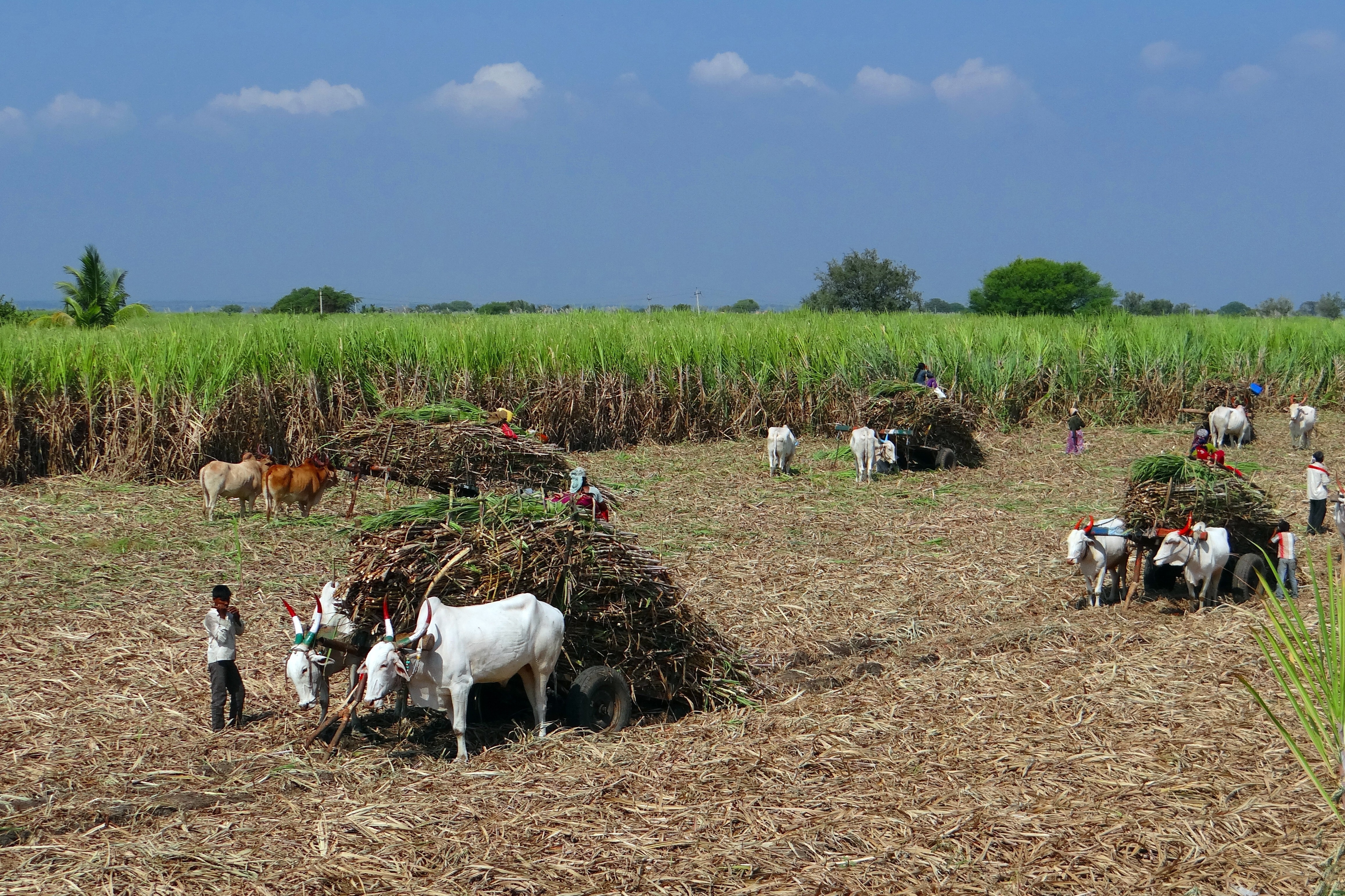 Sugarcane Harvest, Mokama