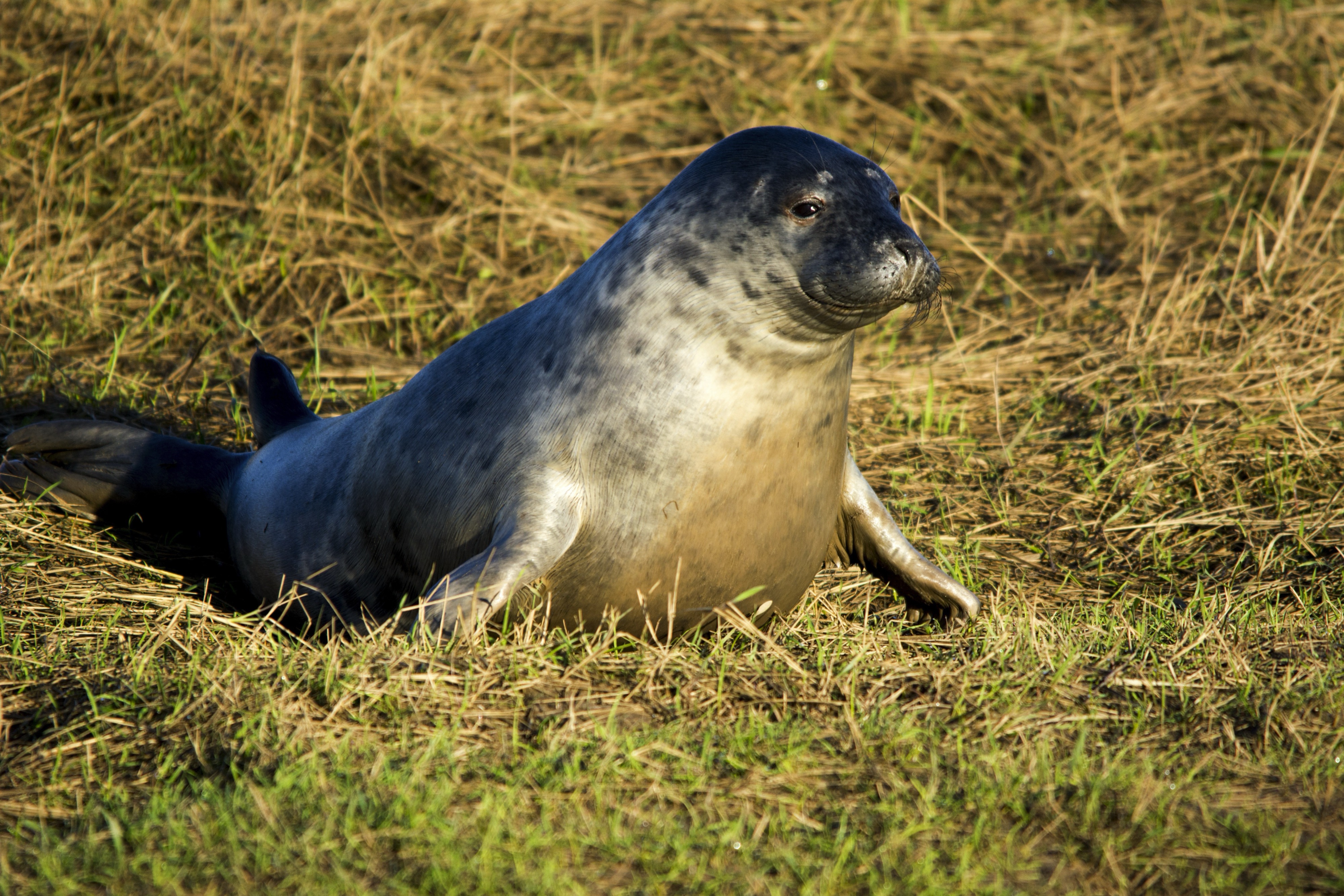 Enderby Island, New Zealand