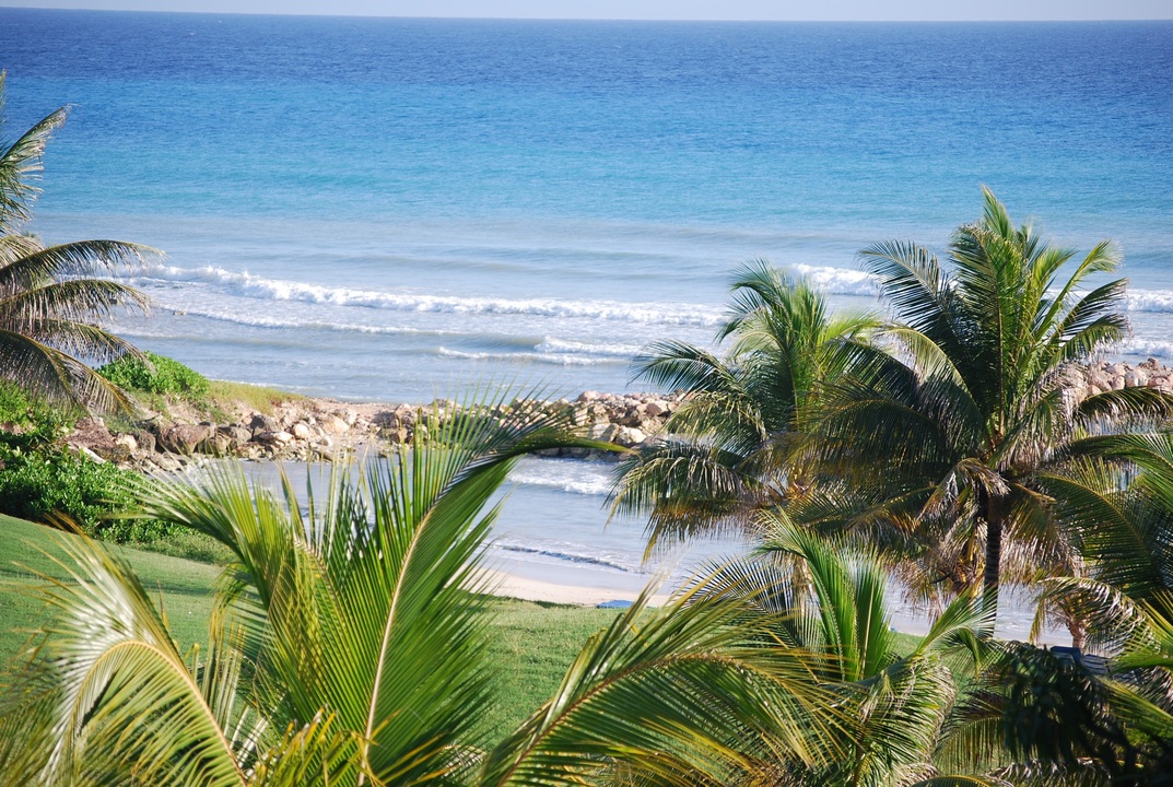 Palm trees, Falmouth, Jamaica