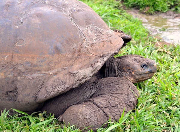 Tortoise, South Plaza Island