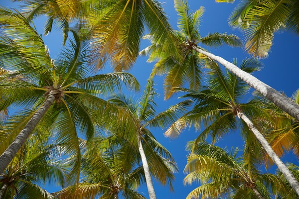 Palm trees, Guadeloupe